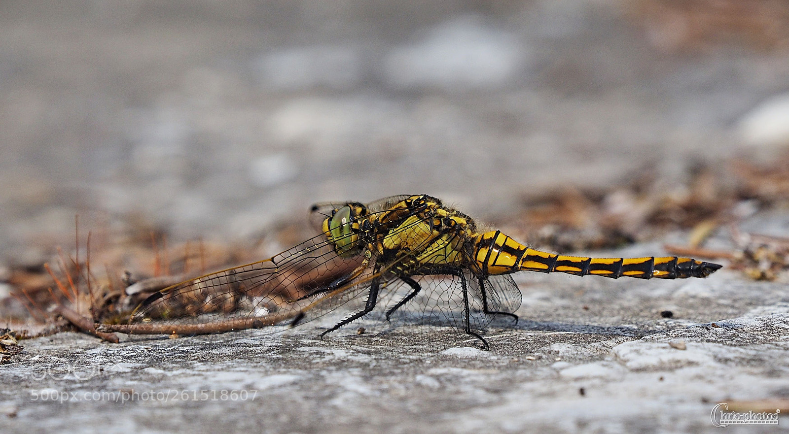 Olympus OM-D E-M1 sample photo. Dragonfly photography