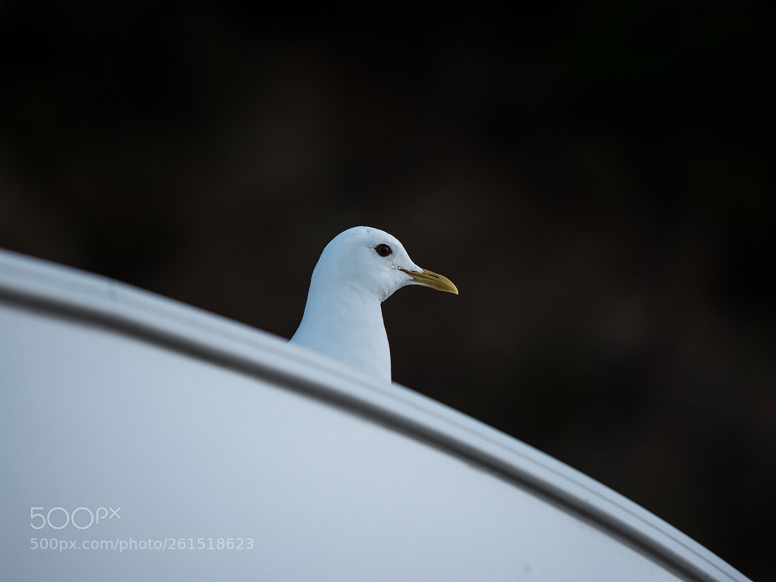 Panasonic Lumix DMC-GX8 sample photo. White photography