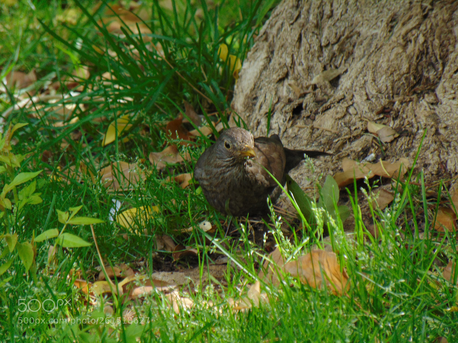 Sony Cyber-shot DSC-H300 sample photo. Bird. photography