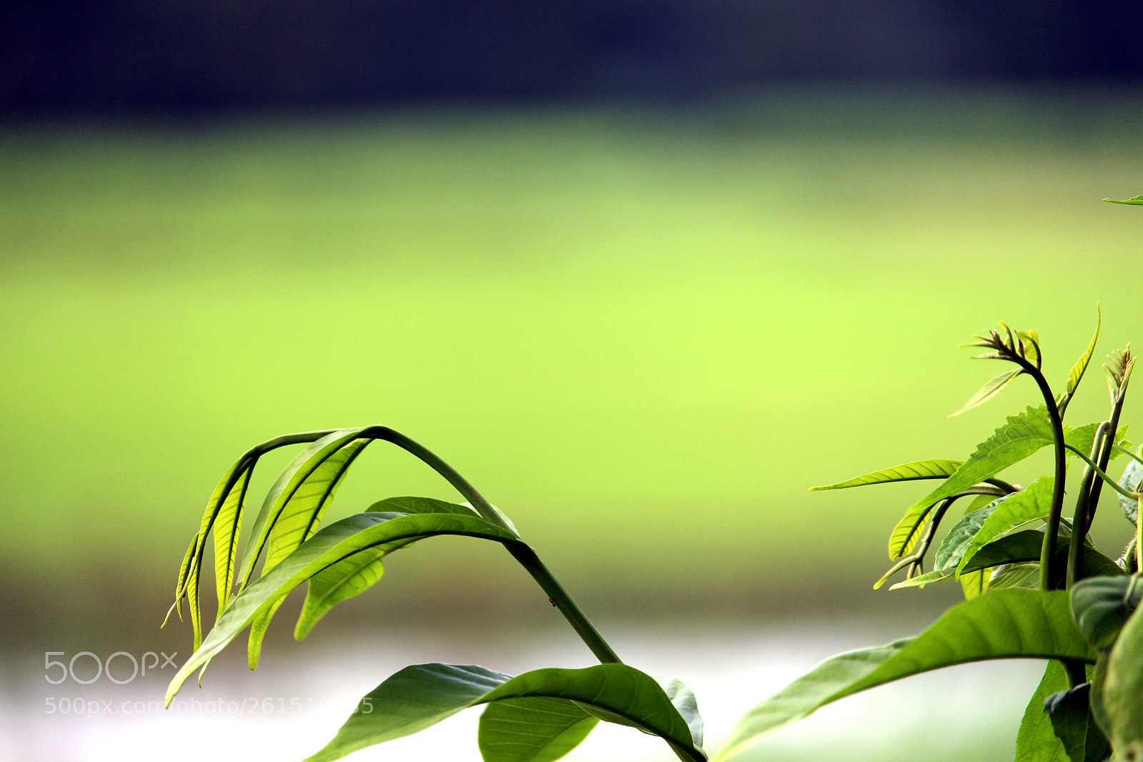 Canon EOS 700D (EOS Rebel T5i / EOS Kiss X7i) sample photo. Leaf with nature photography