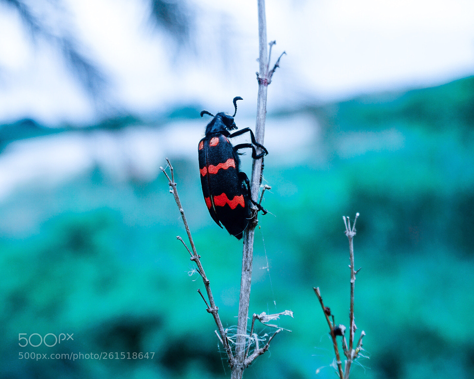 Sony a6300 sample photo. Insect photography