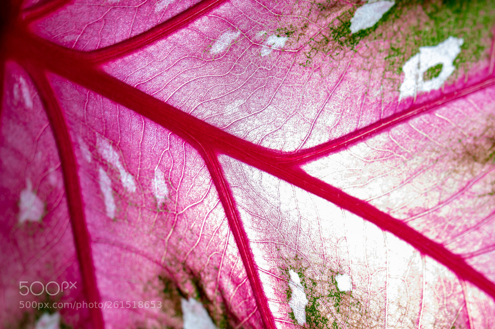 Canon EOS 80D sample photo. Herbal veins photography