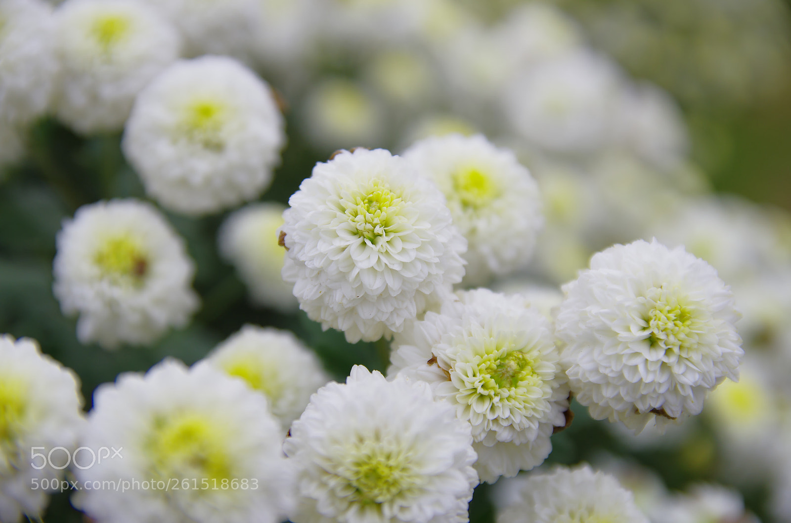Pentax K-5 sample photo. My year my life  photography