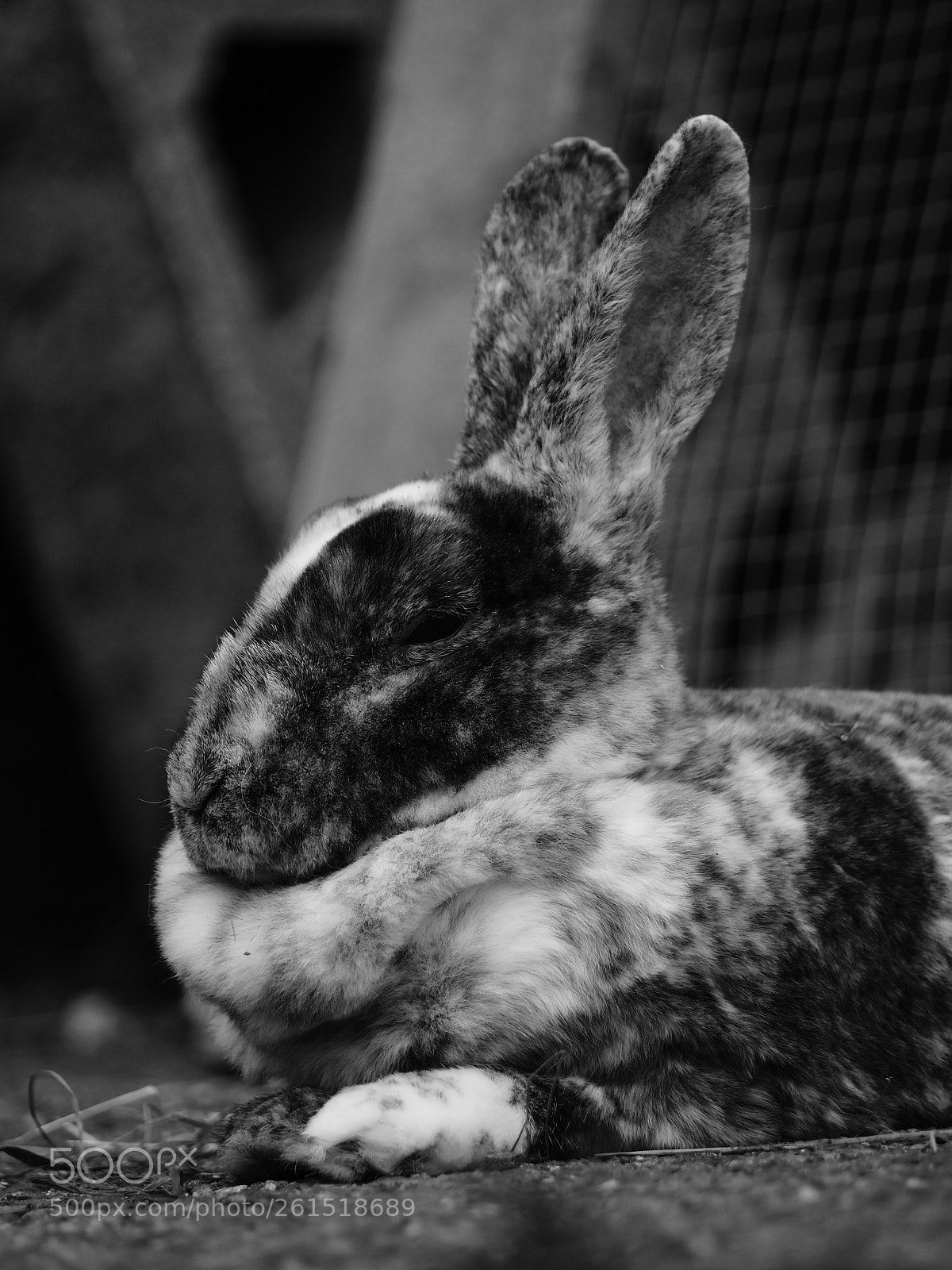 Olympus OM-D E-M10 II sample photo. Magpie003 photography