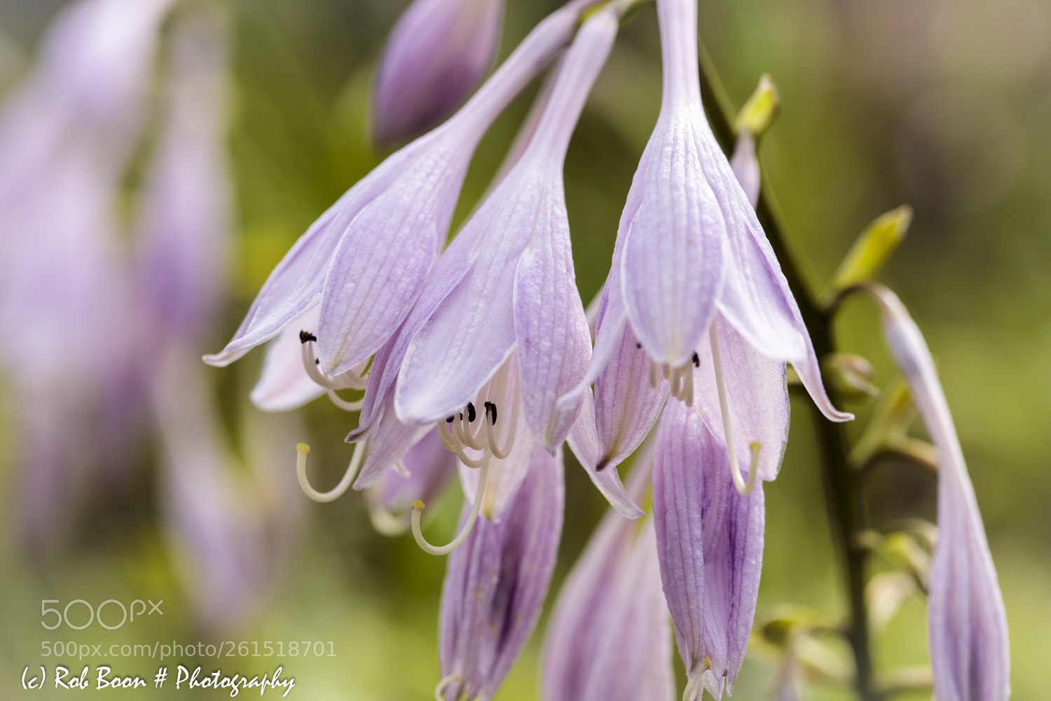 Canon EOS 5DS sample photo. Hosta photography