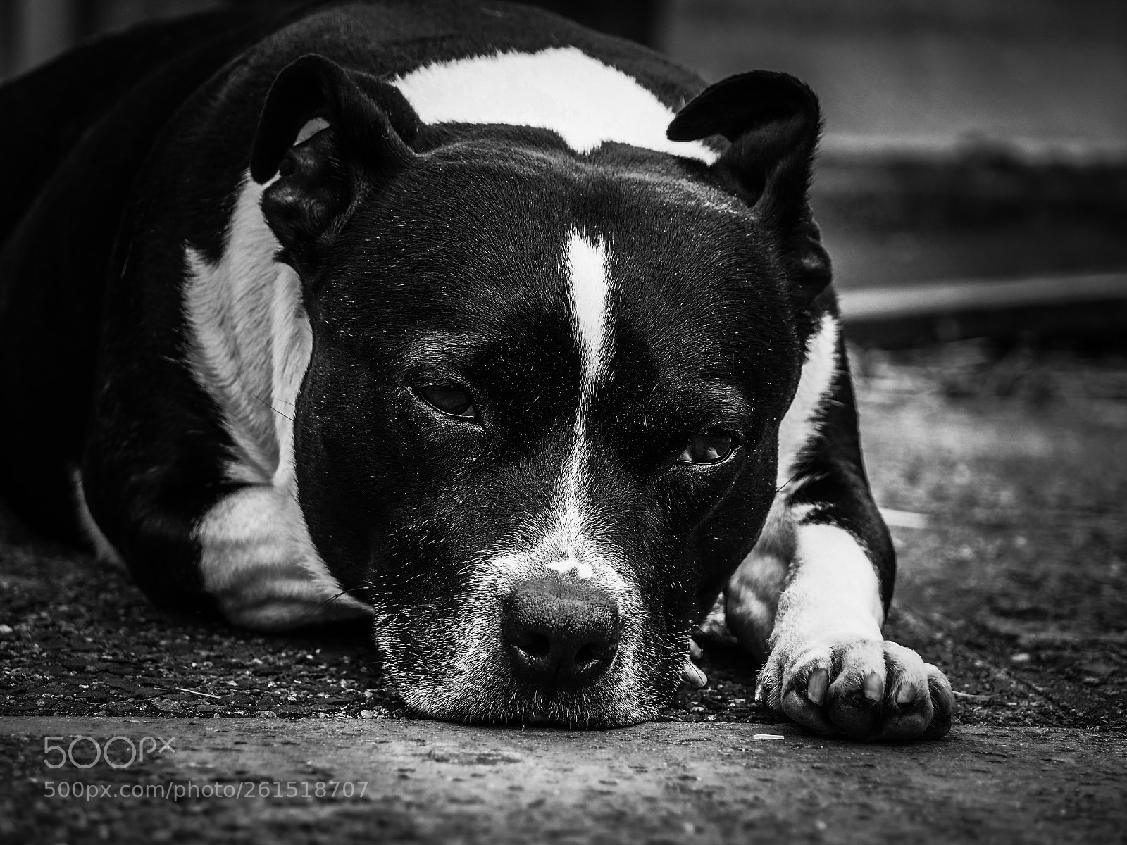Olympus OM-D E-M10 II sample photo. Molly002 photography
