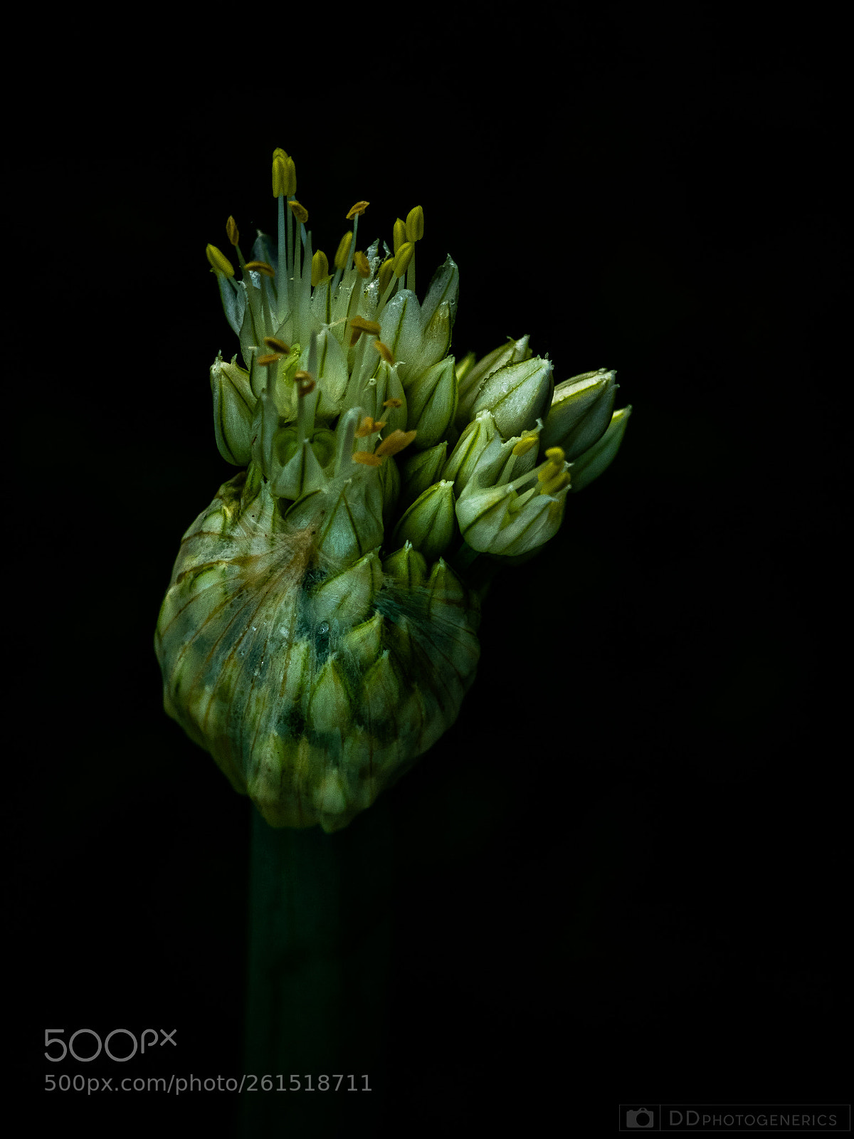 Olympus OM-D E-M1 sample photo. Onion bloom photography