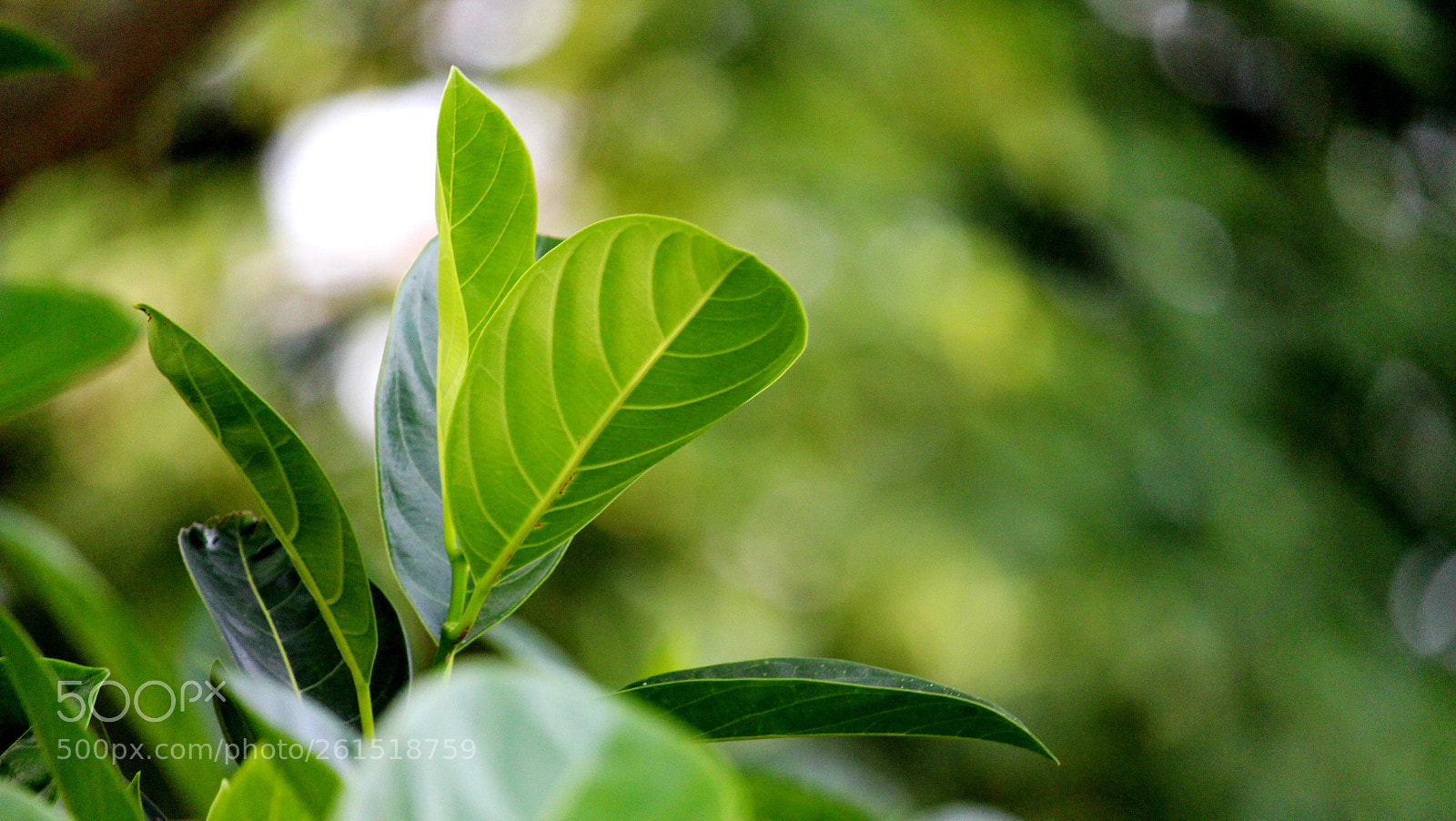 Canon EOS 700D (EOS Rebel T5i / EOS Kiss X7i) sample photo. Natural leaf photography