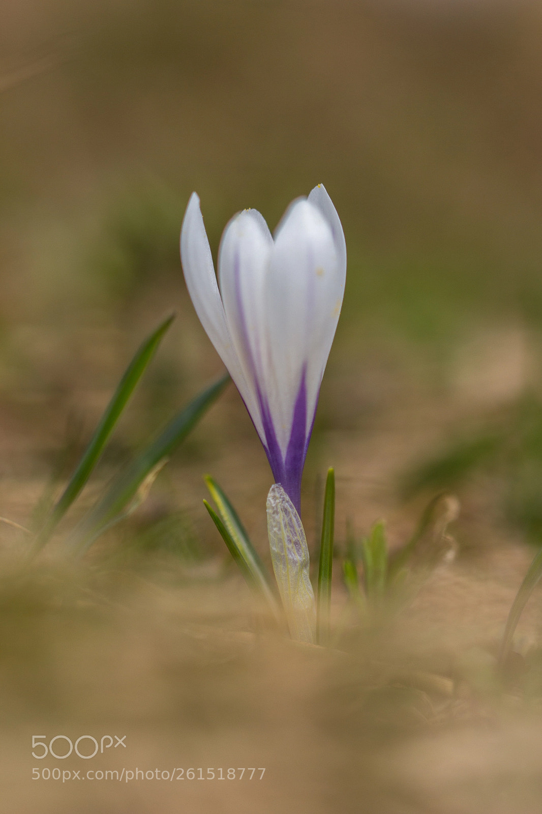 Canon EOS 60D sample photo. Krokusblüte photography