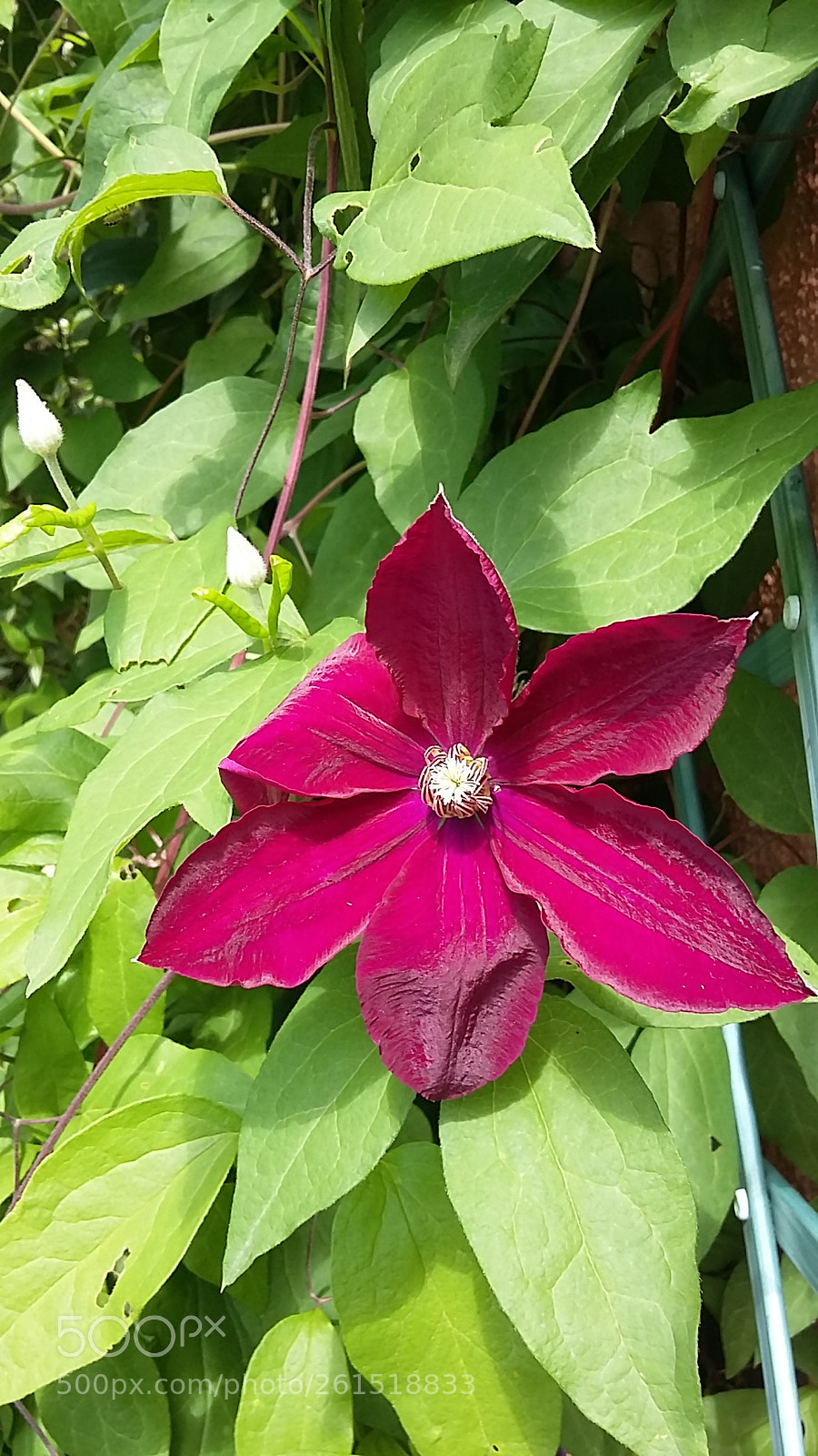 Samsung Galaxy Grand Prime sample photo. Untitled photography