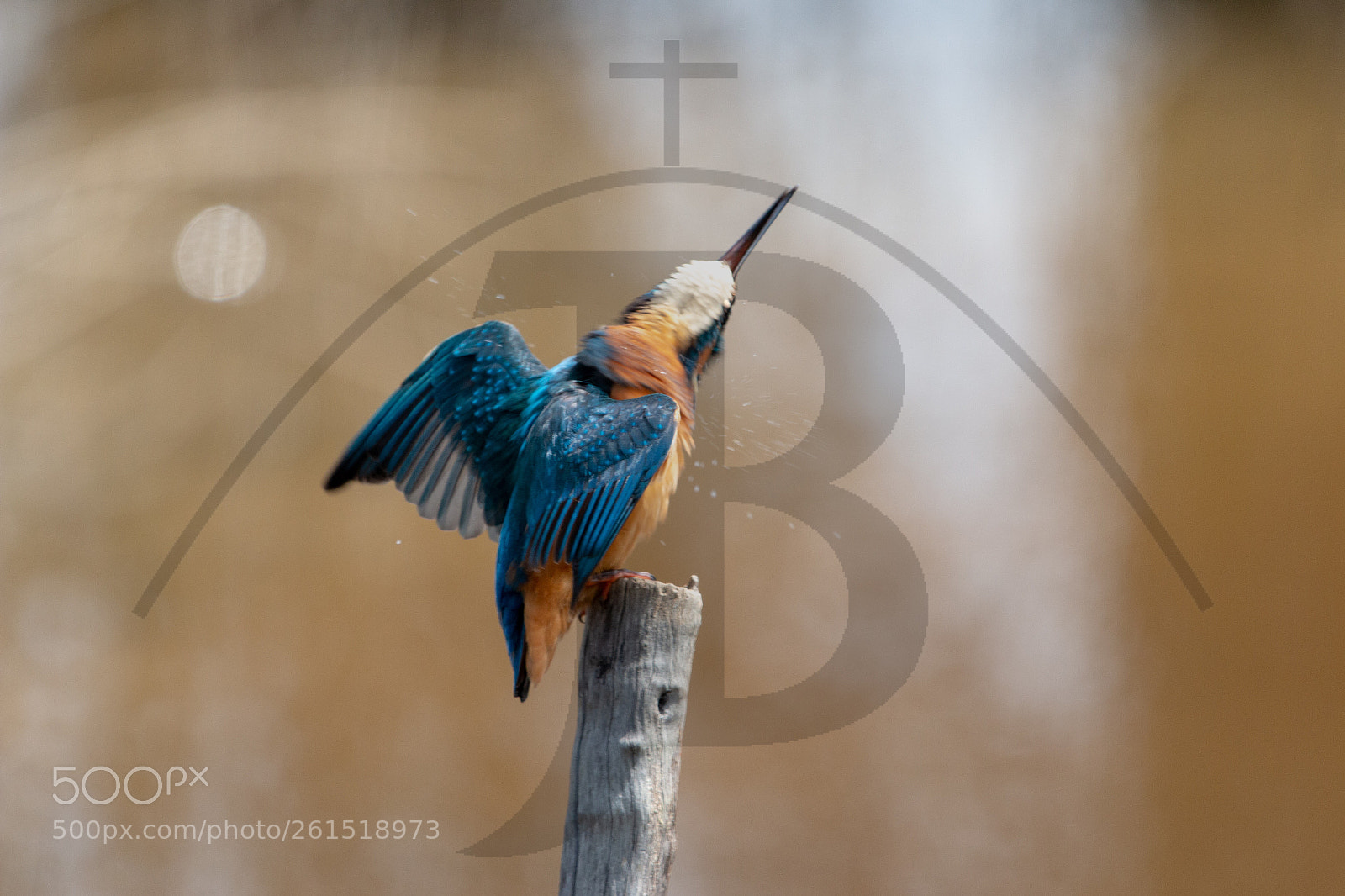 Canon EOS 70D sample photo. Martín pescador/kingfisher photography