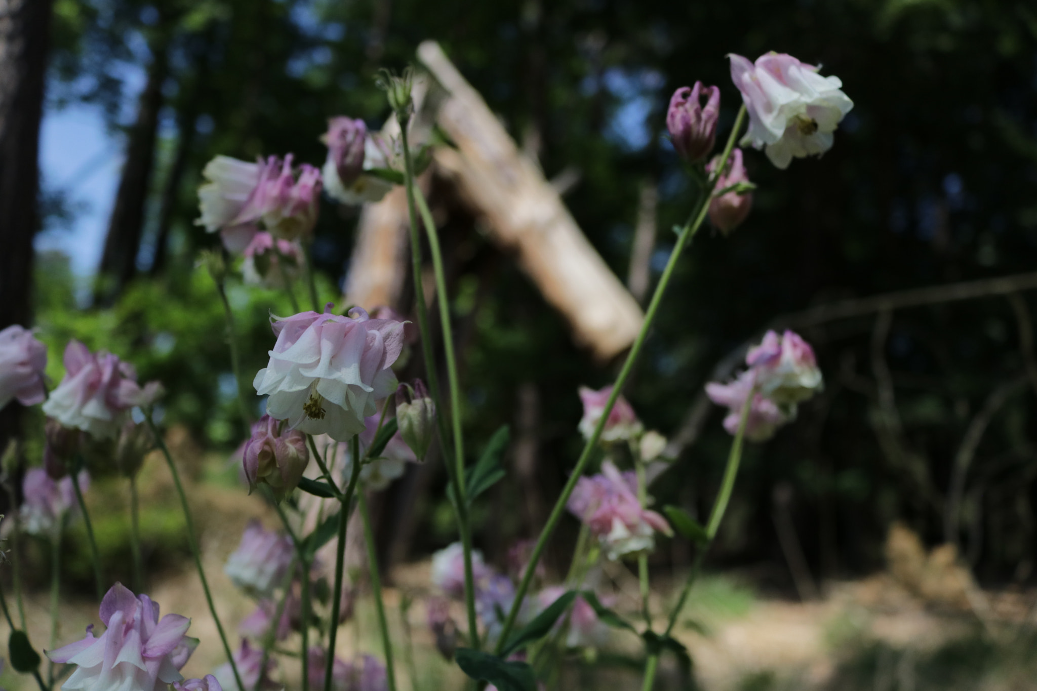 Canon EOS 80D sample photo. Img photography