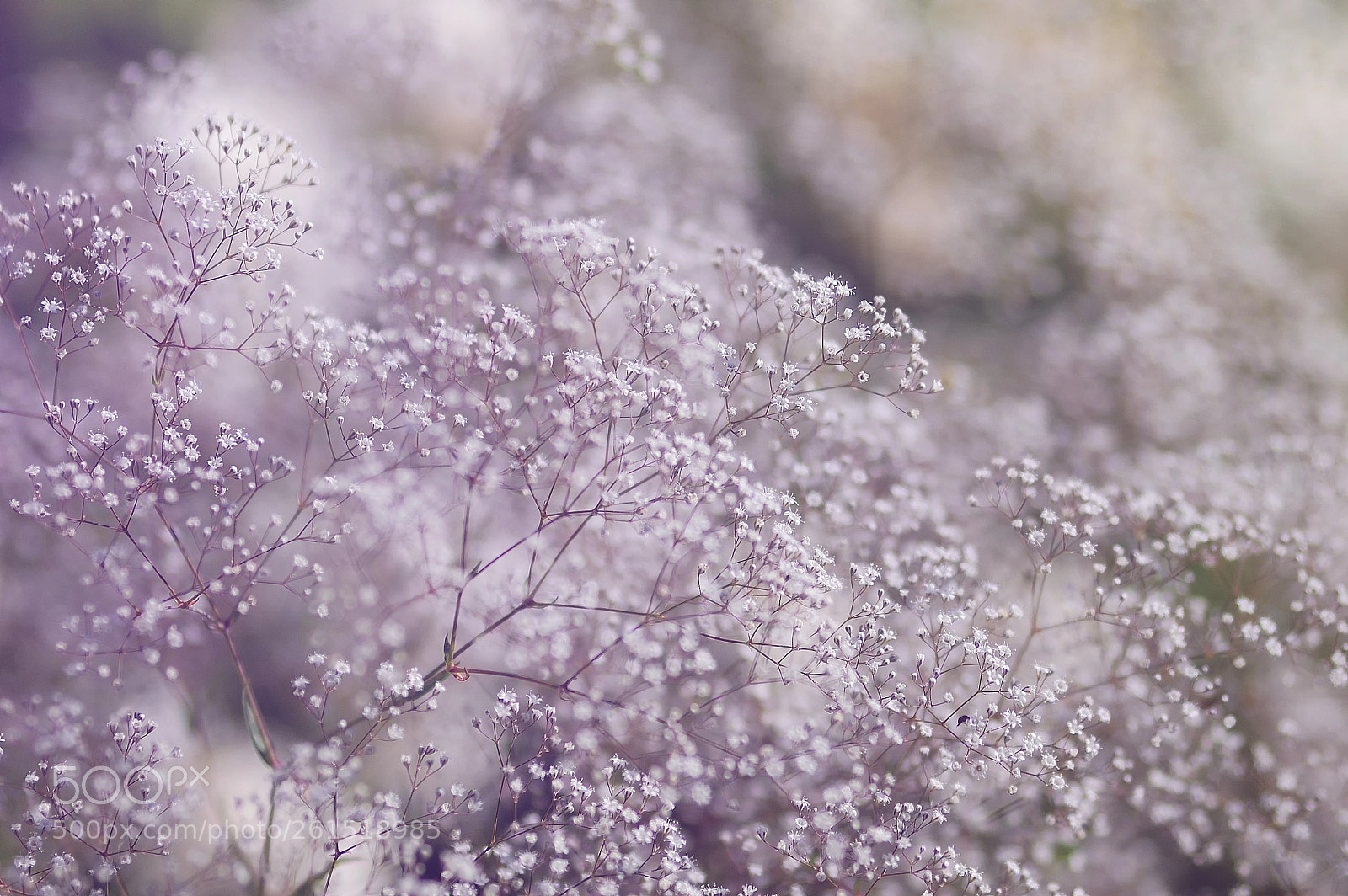 Nikon D40 sample photo. Something nice photography
