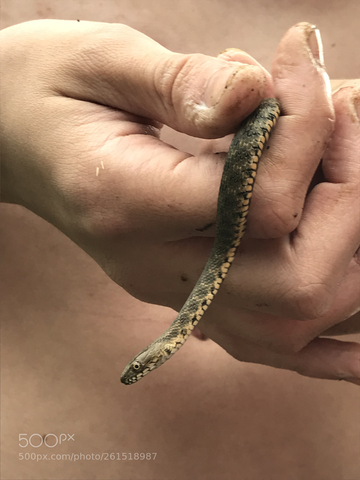 Apple iPhone 7 sample photo. Little snake  photography