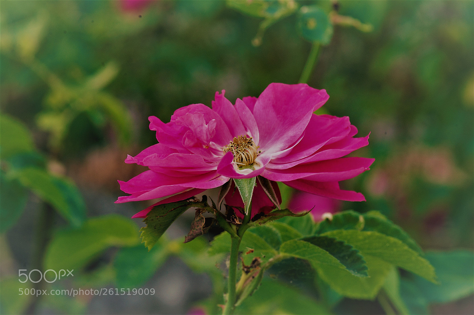 Nikon D700 sample photo. The woonded pink peony photography