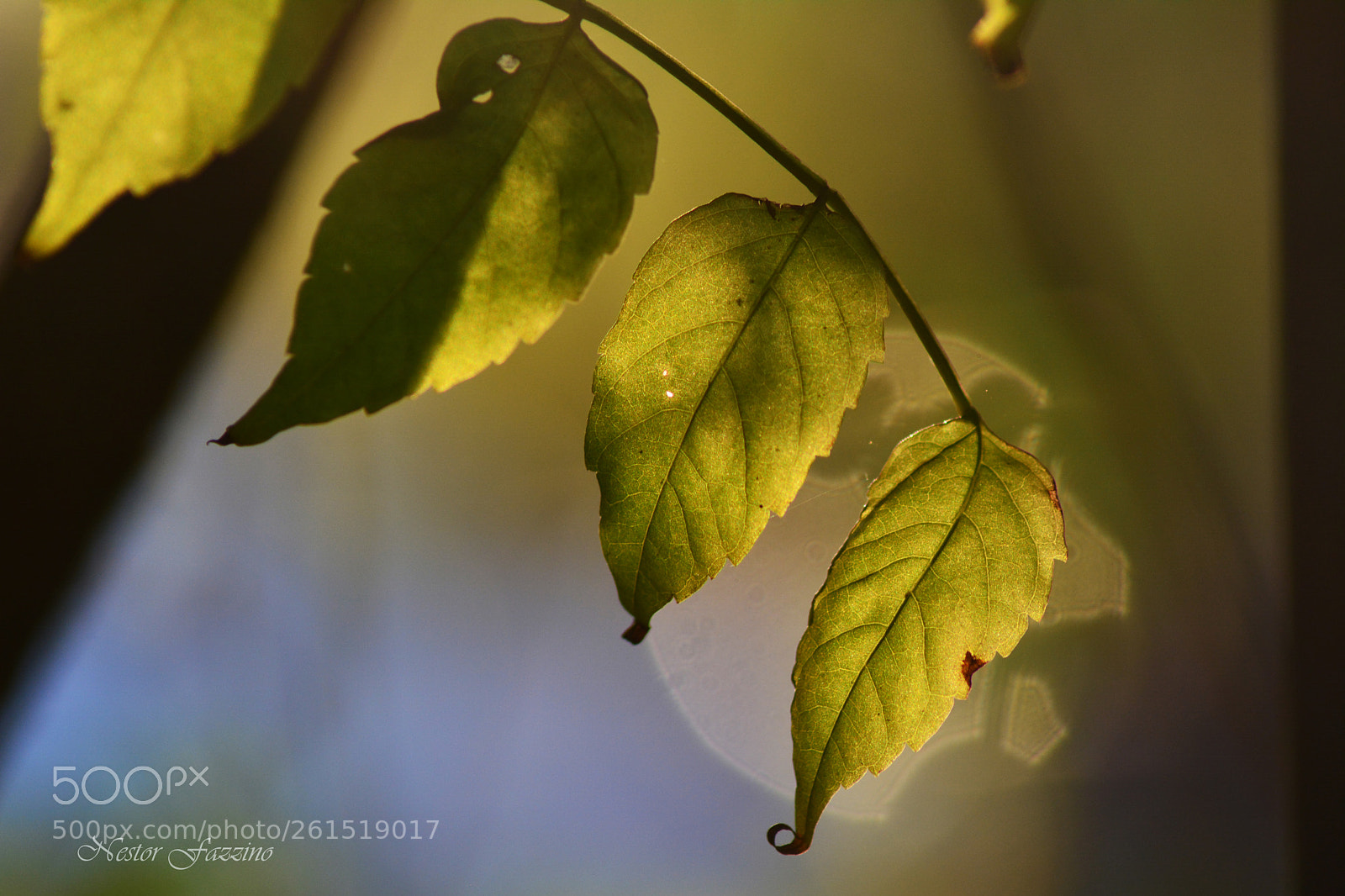 Nikon D5200 sample photo. Transparencia photography