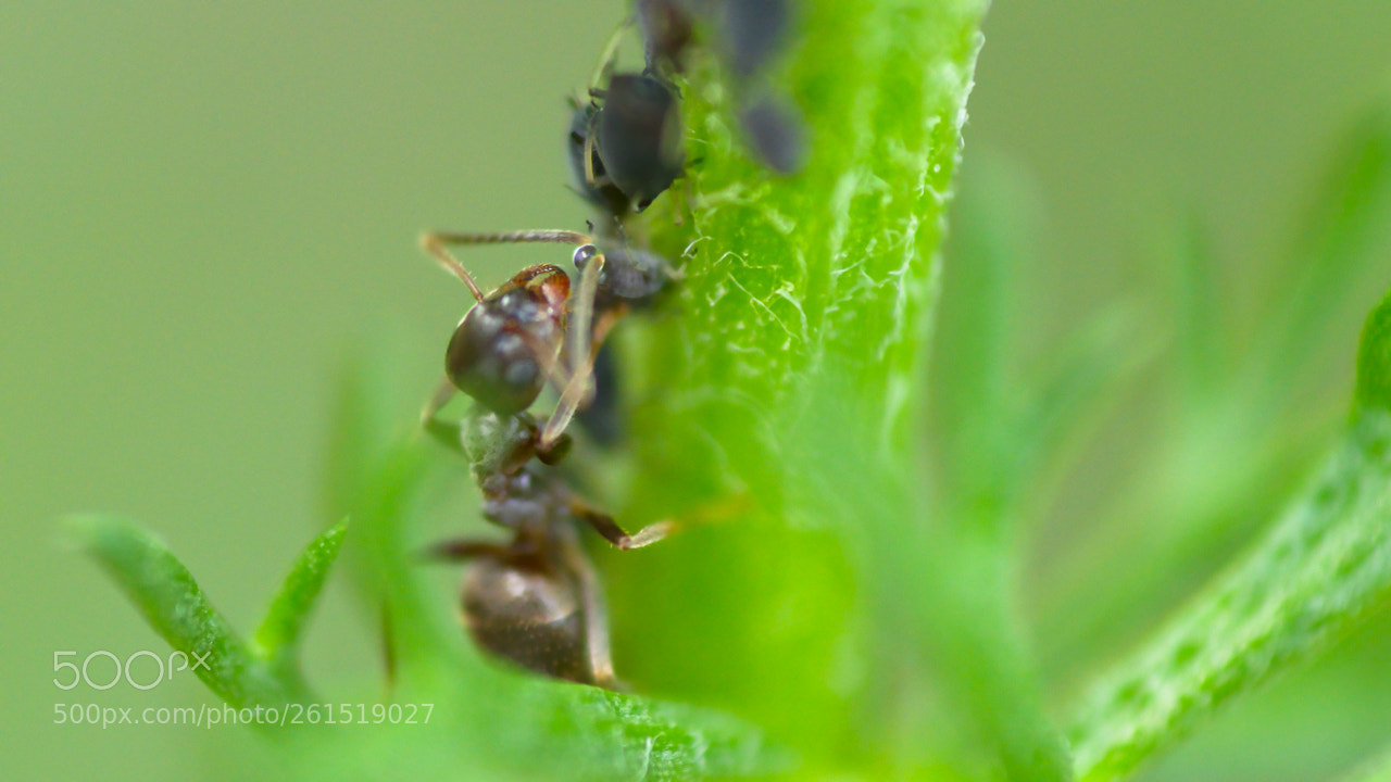 Nikon D5600 sample photo. Nectar photography