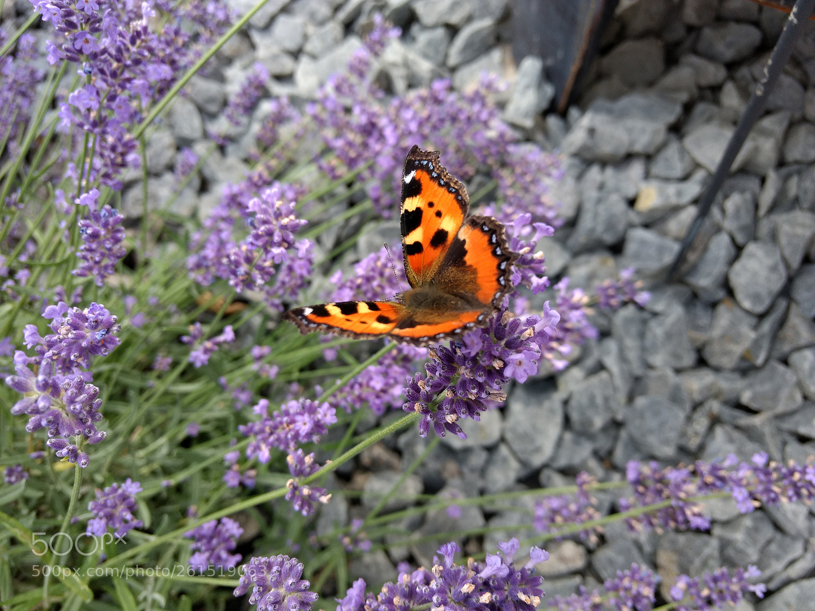 Motorola Moto G (4) sample photo. Lavender with butterfly photography