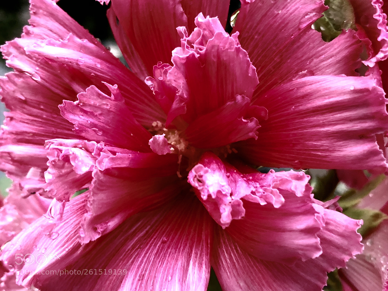 Apple iPhone X sample photo. Exploding flowers photography