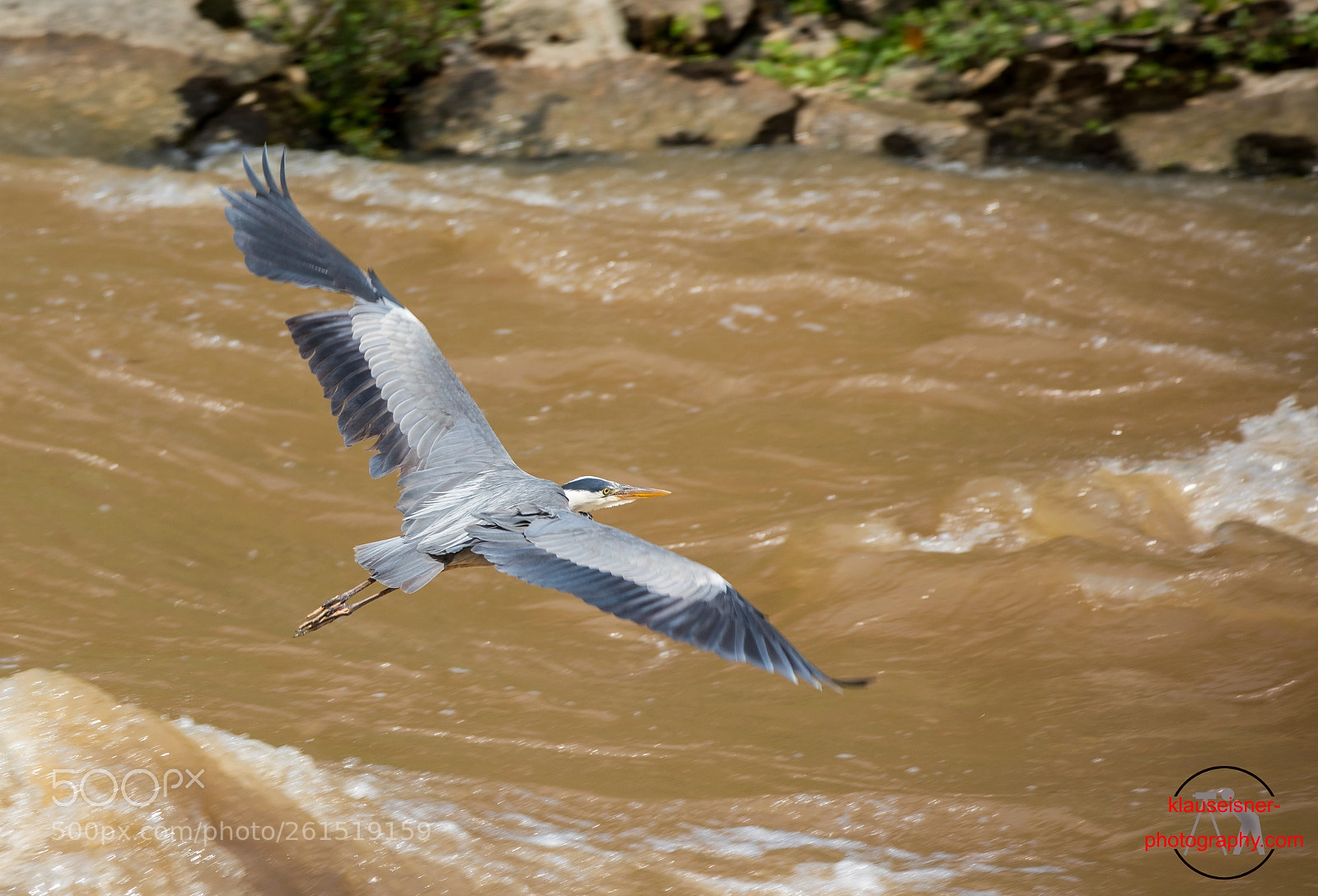 Canon EOS 5D Mark IV sample photo. Graureiher grey heron ardea photography