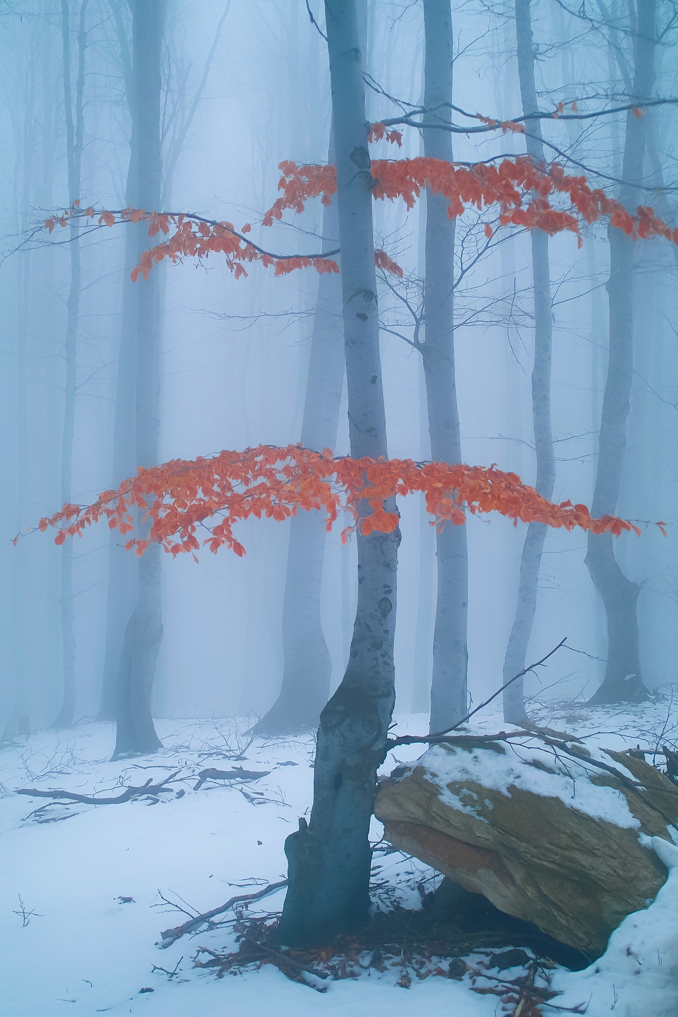Sigma SD15 sample photo. Mountain forest 2 photography