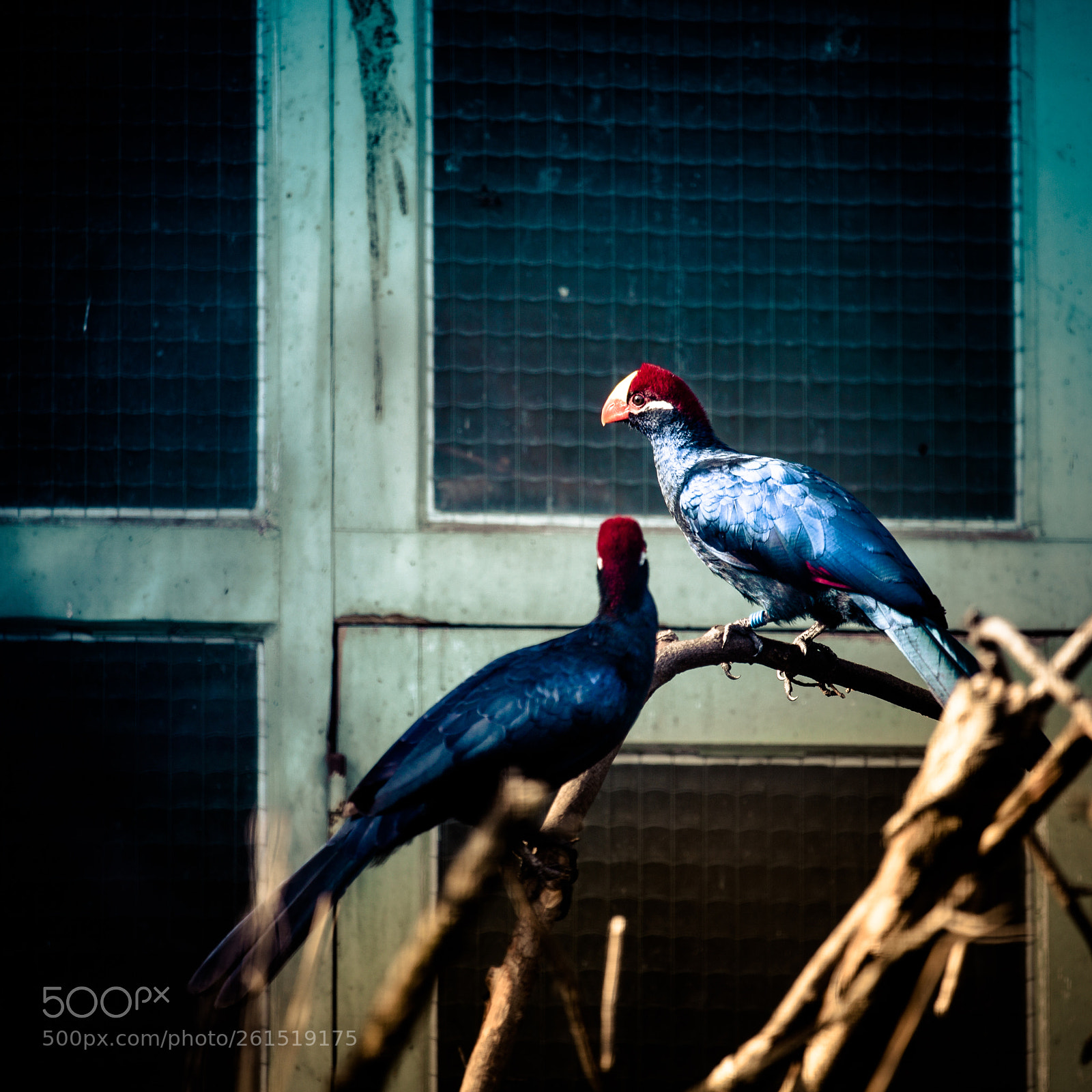 Canon EOS 6D sample photo. Birds photography