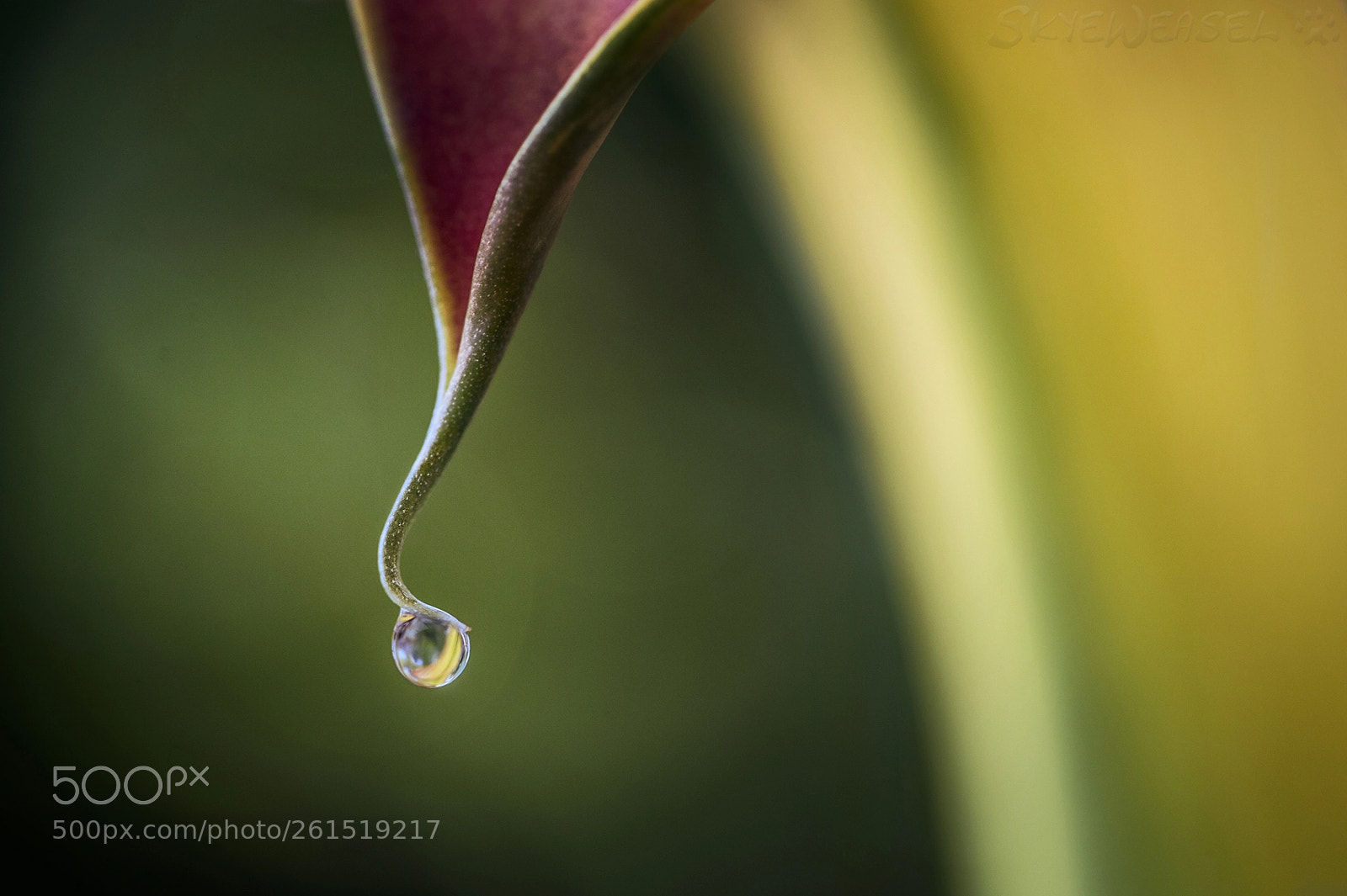 Canon EOS 6D sample photo. Calla photography