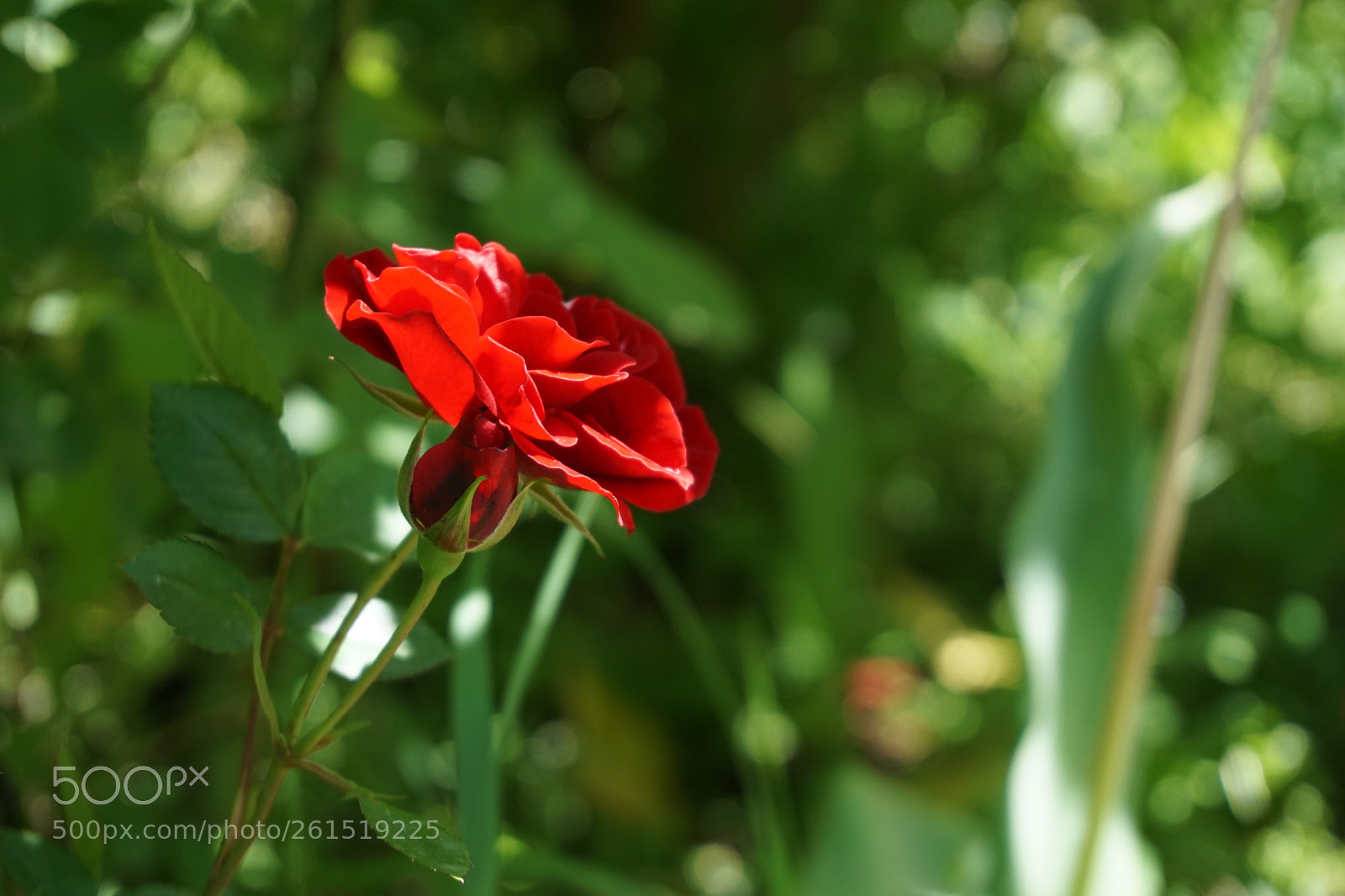 Sony a6000 sample photo. Roses photography