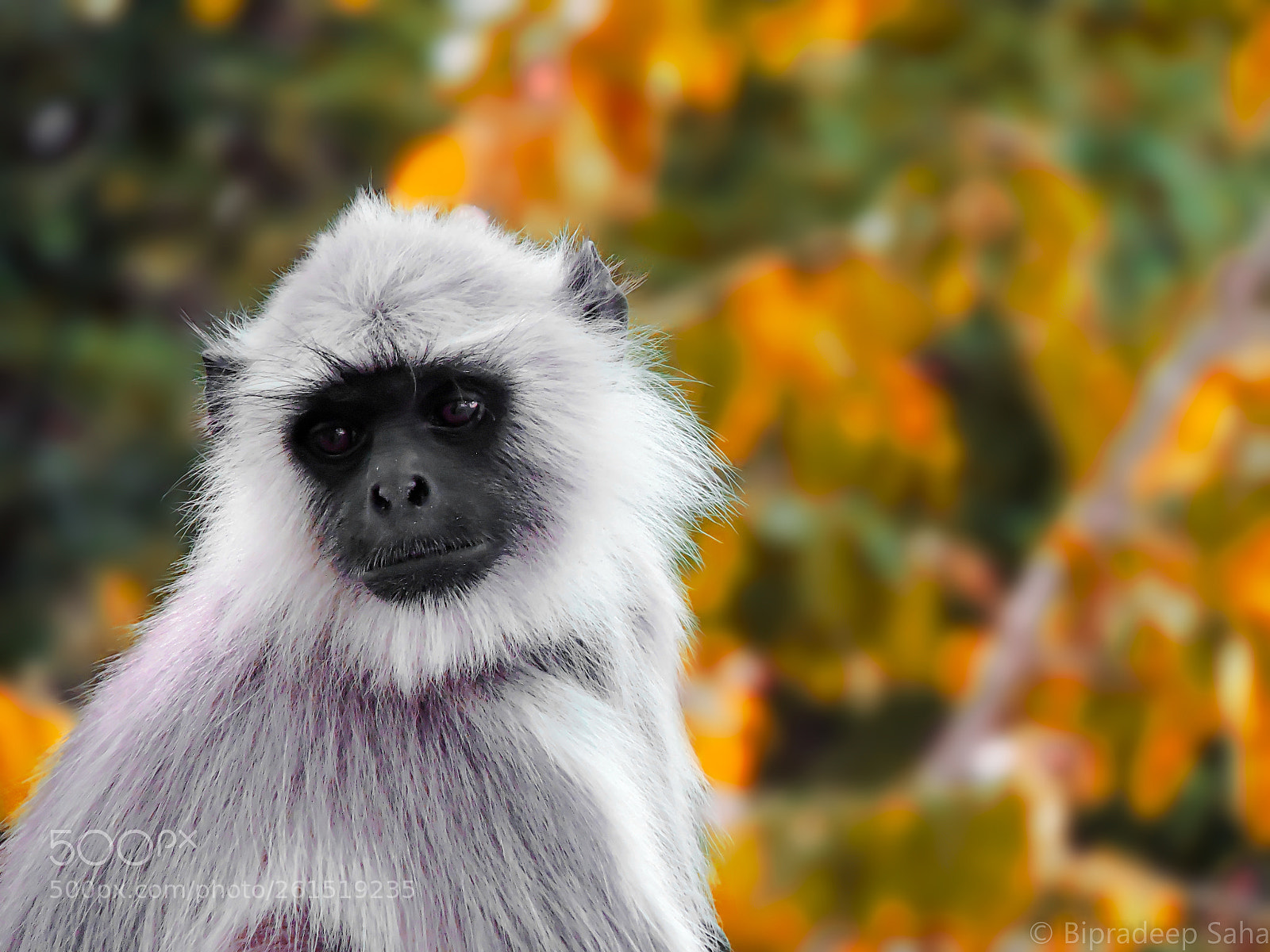 Nikon Coolpix P600 sample photo. Monkey photography
