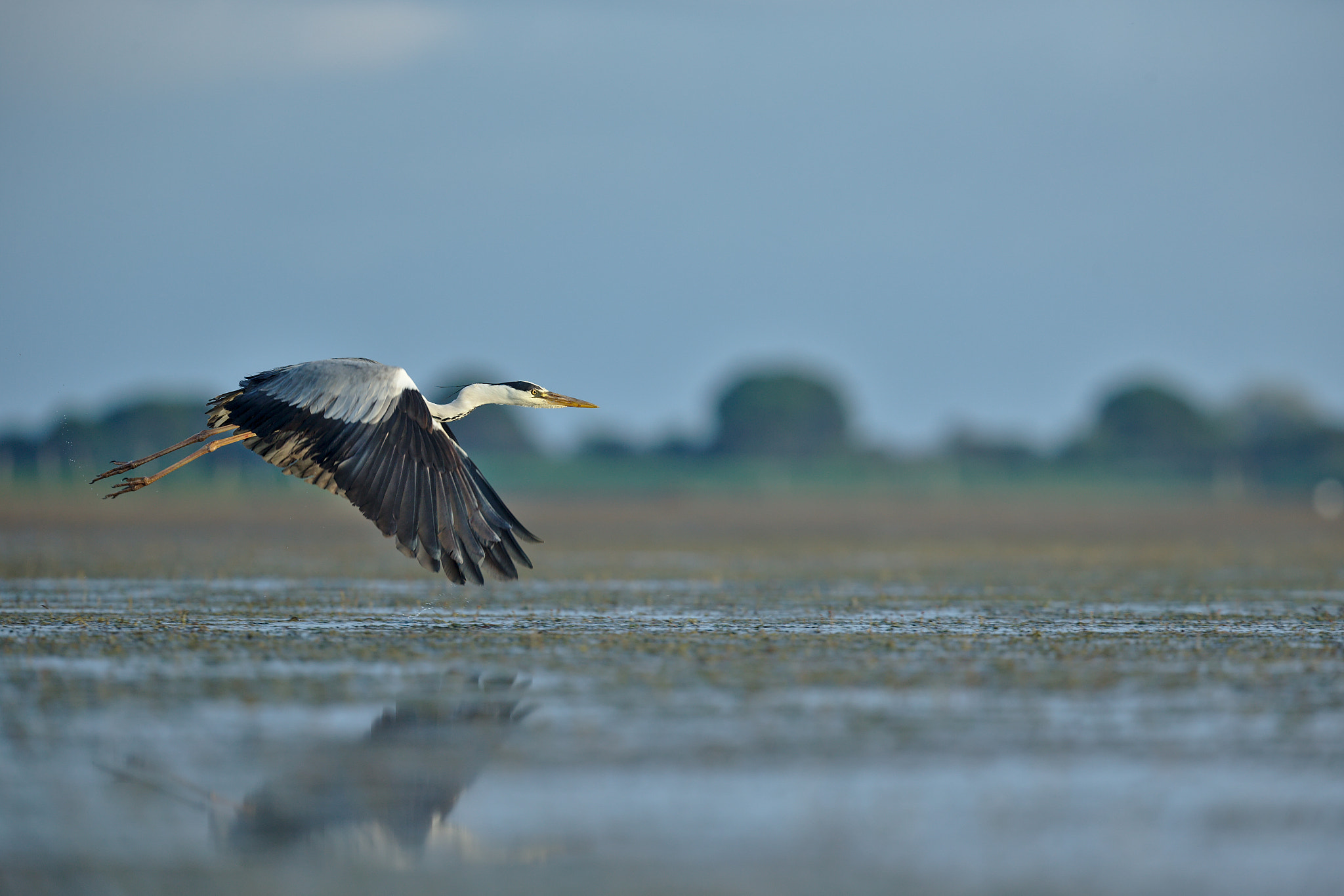 Canon EOS-1D X + Canon EF 300mm F2.8L IS II USM sample photo. Heron cendre photography