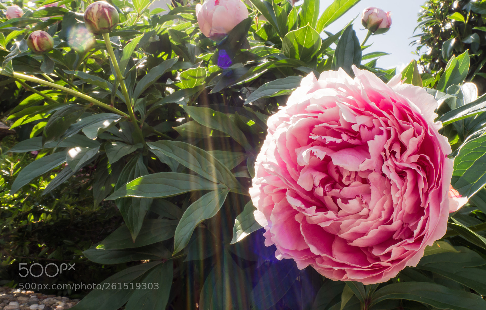 Olympus OM-D E-M10 II sample photo. Peony photography