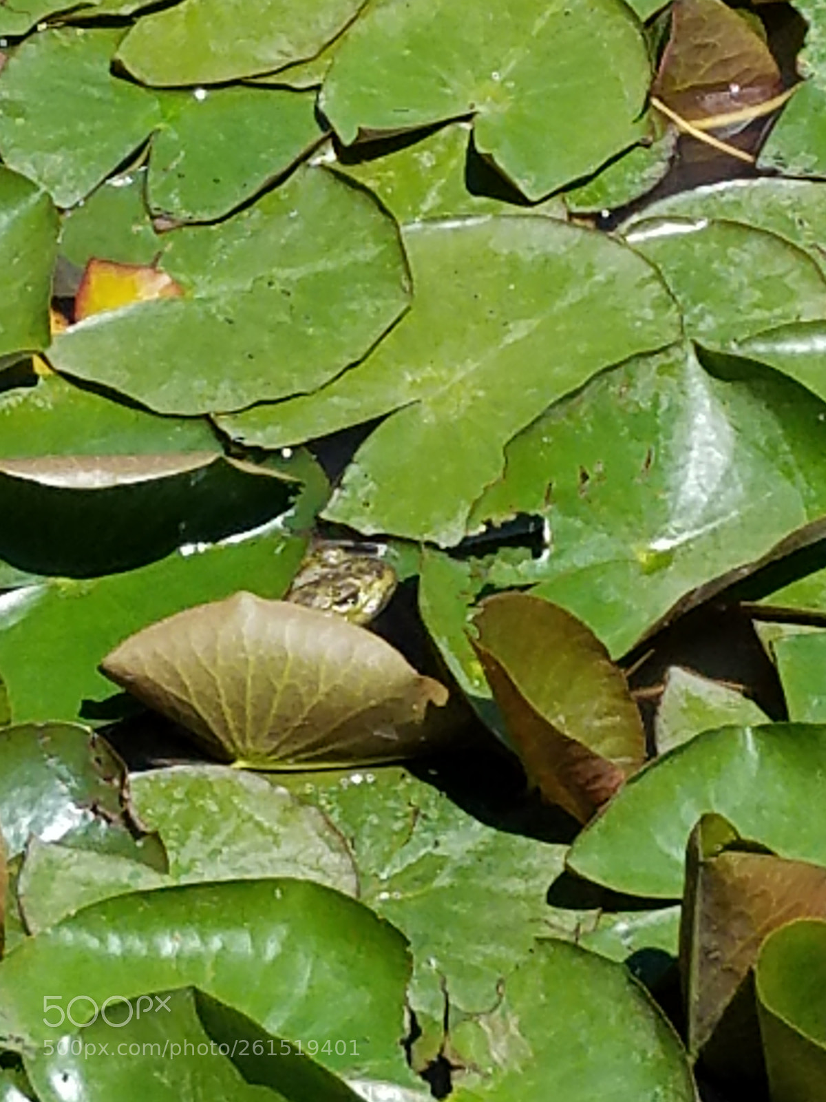 Samsung Galaxy S7 sample photo. Camo frog photography