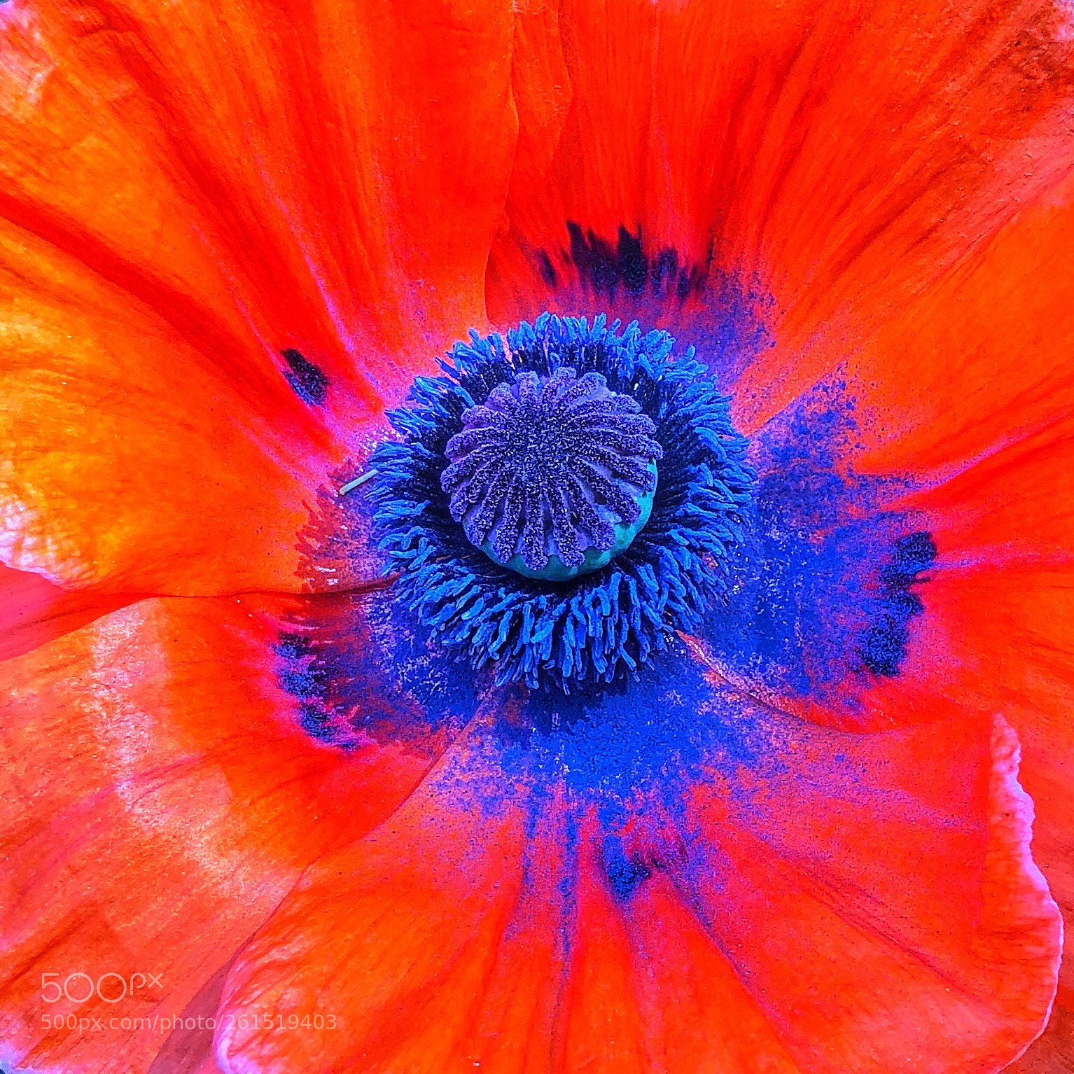 Apple iPhone X sample photo. Alien poppy photography