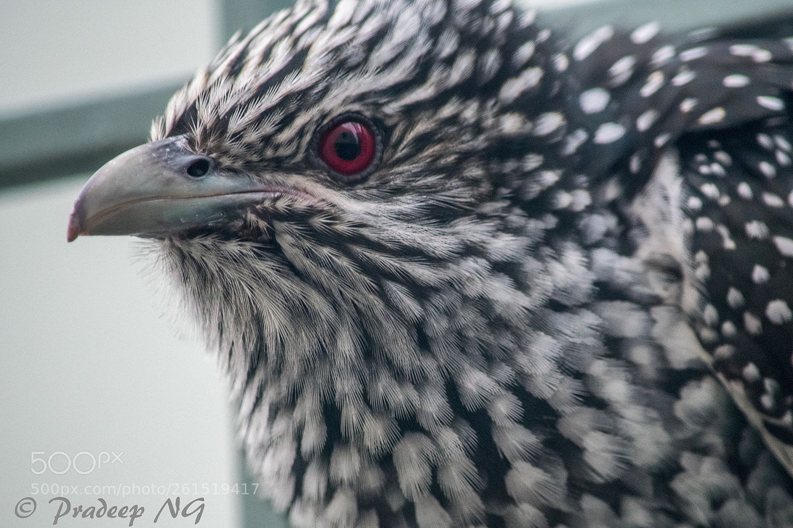 Nikon D3300 sample photo. Asian koel photography