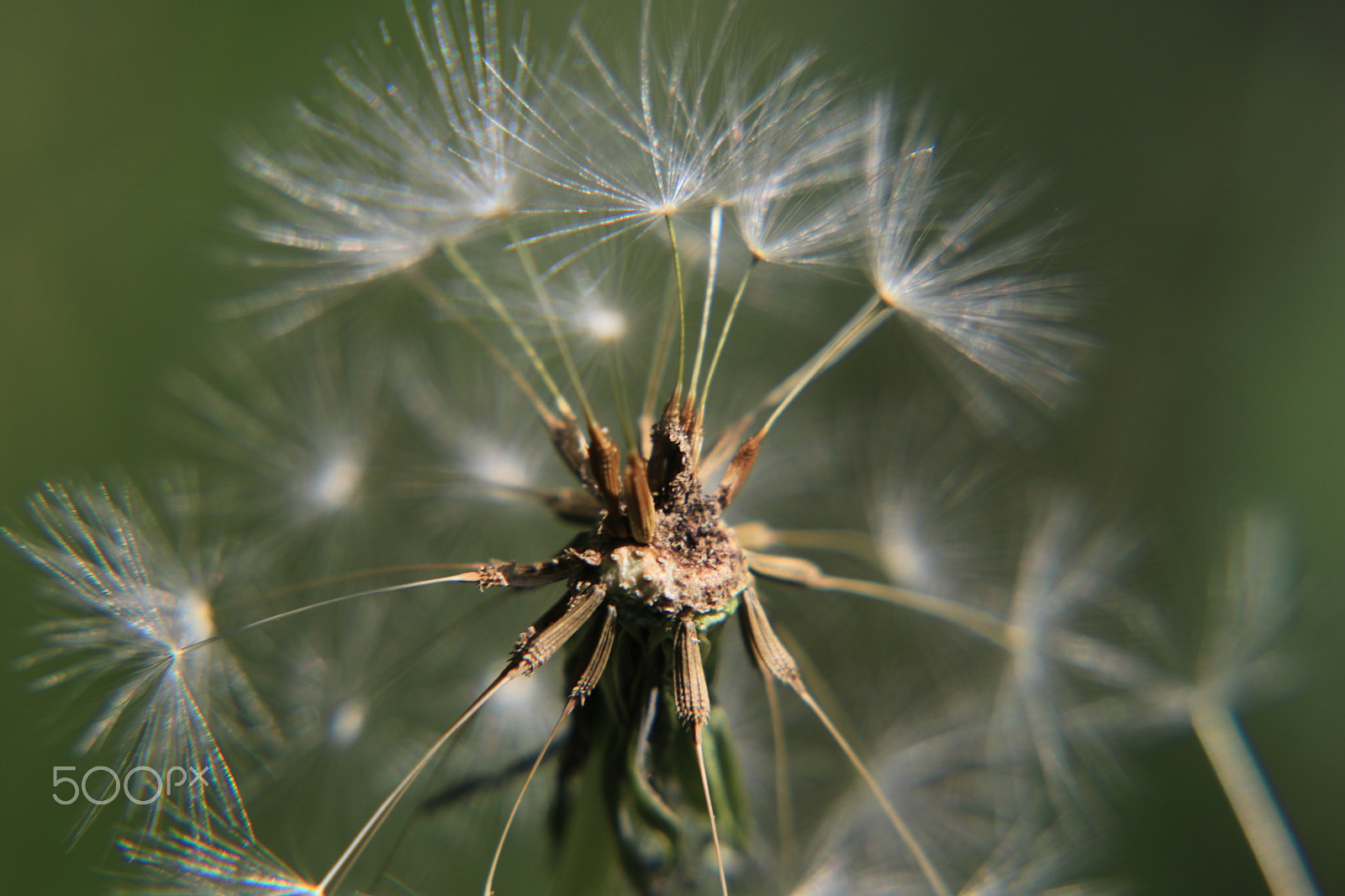 Canon EF-S 55-250mm F4-5.6 IS STM sample photo. Natur photography