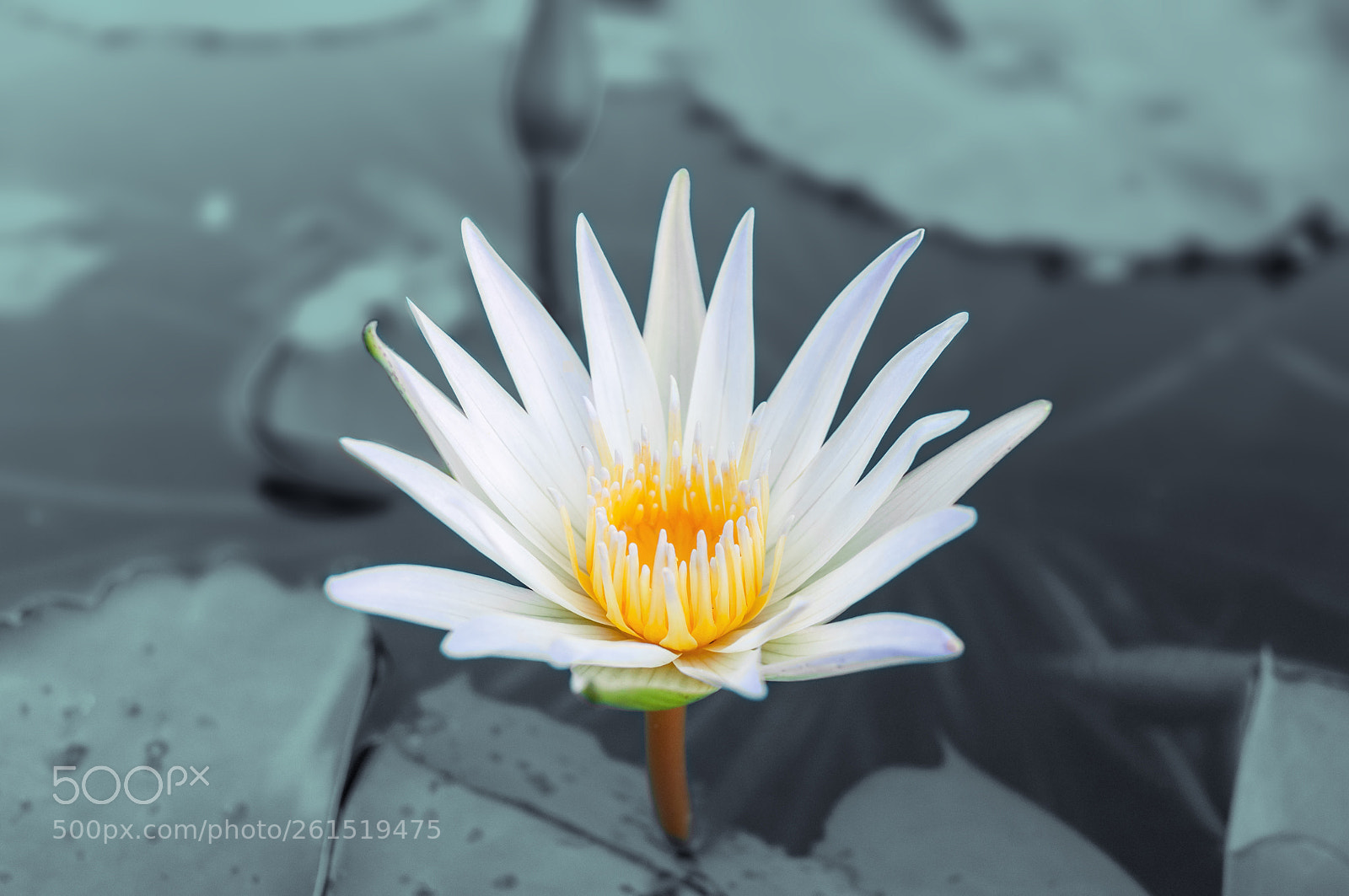 Nikon D90 sample photo. 睡莲 photography