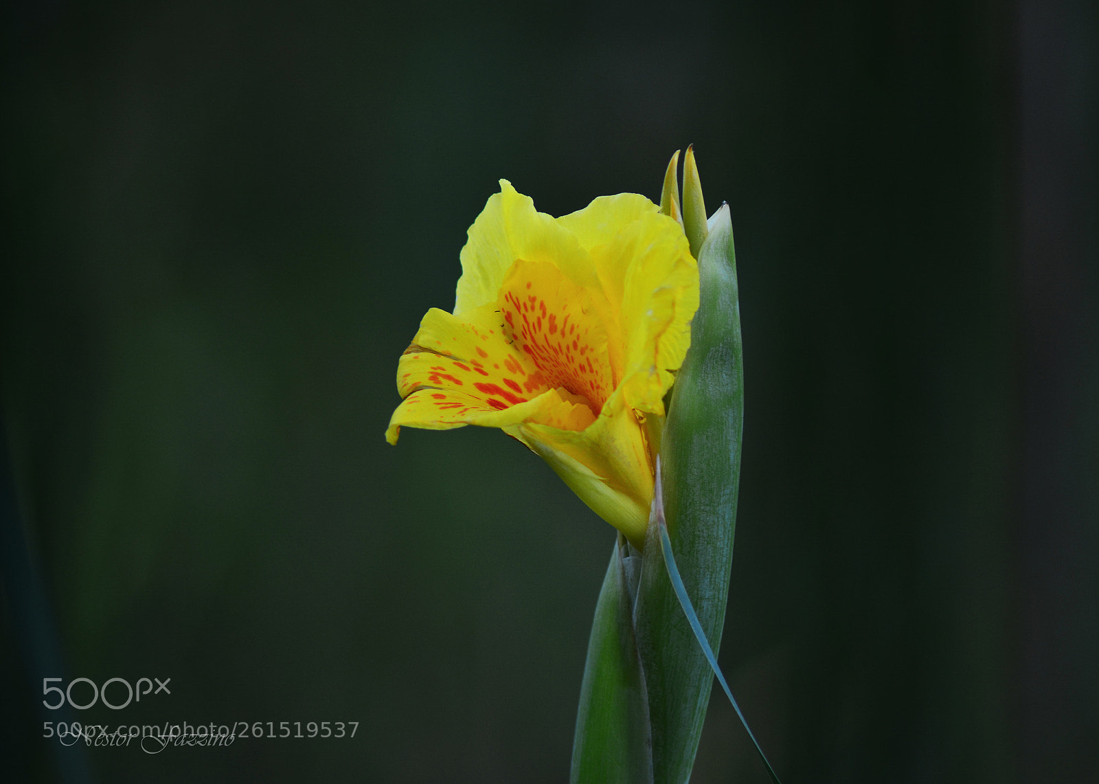 Nikon D5200 sample photo. Flor de achira photography