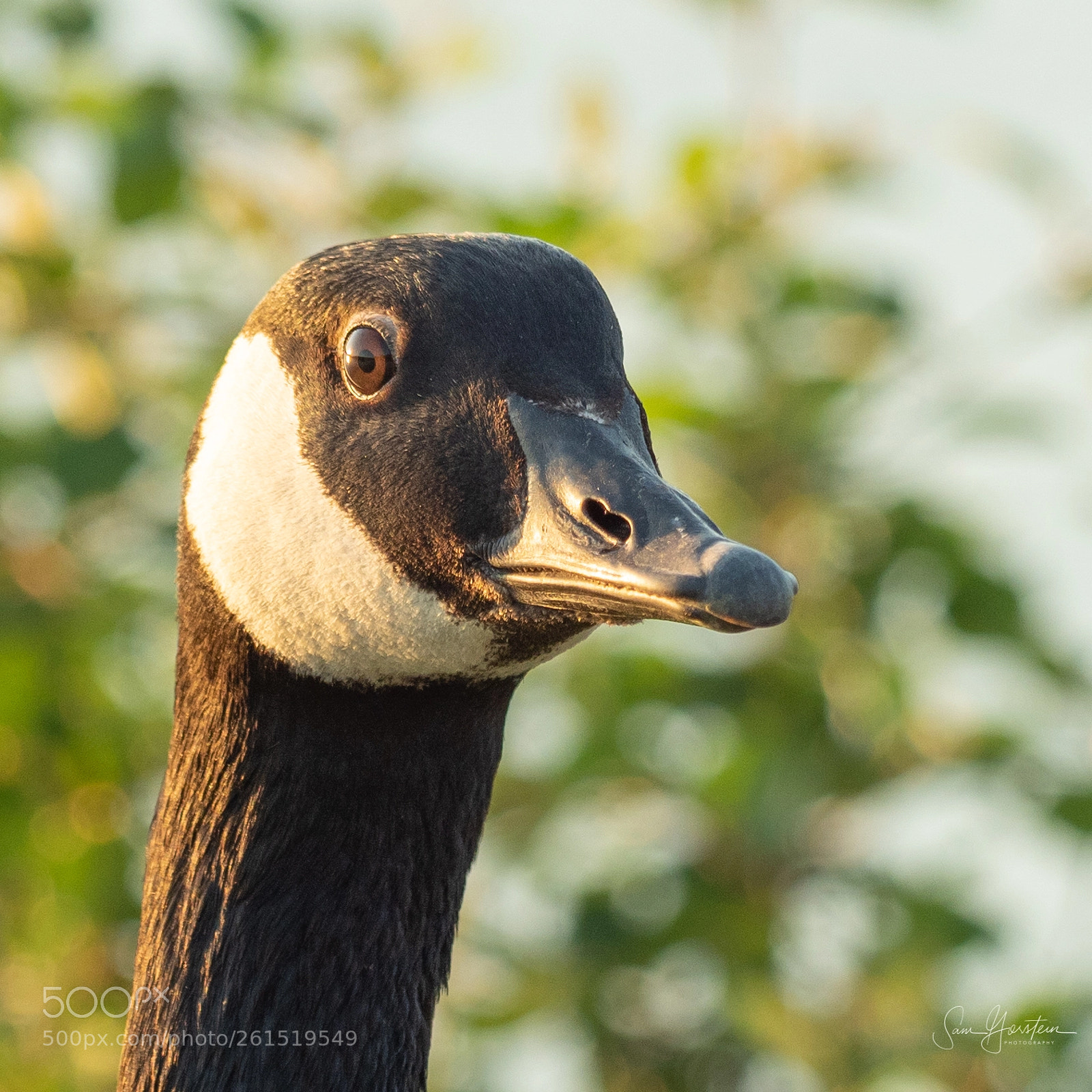 Olympus OM-D E-M1 Mark II sample photo. Canadian goose at sunset photography