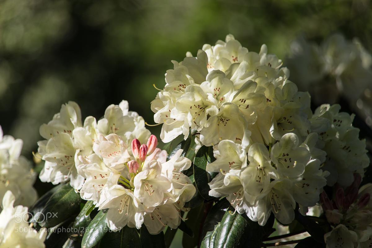 Canon EOS 6D sample photo. Spring flowers - rhododendron photography