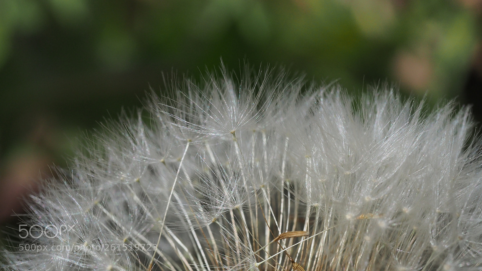 Olympus OM-D E-M5 II sample photo. Dandelion photography