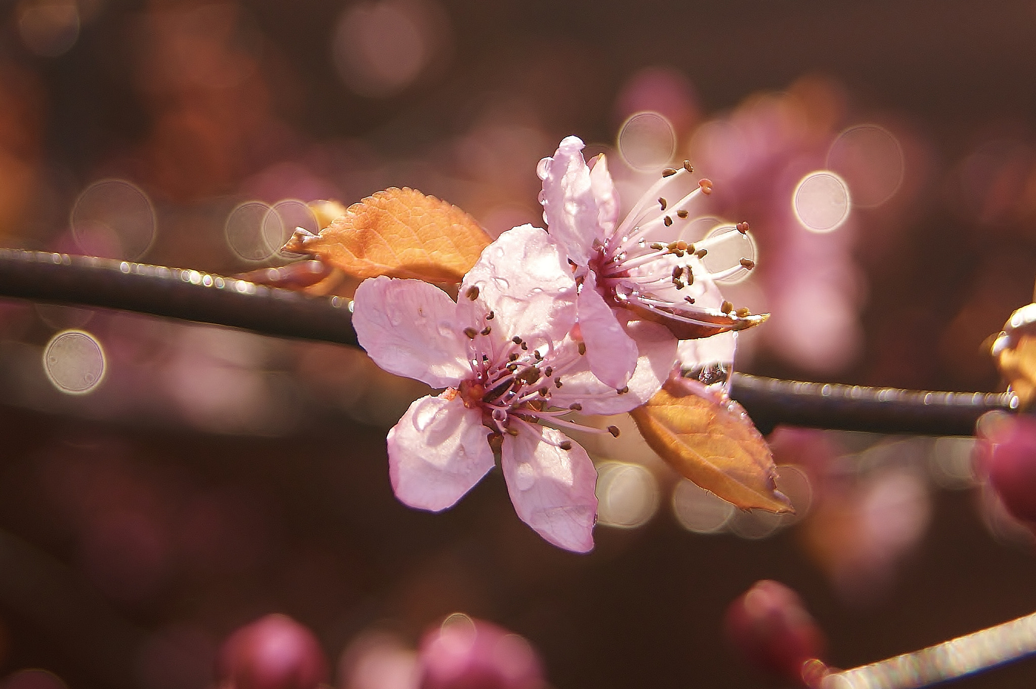 Sony Alpha DSLR-A380 sample photo. Spring rain & bokeh ...(3) photography