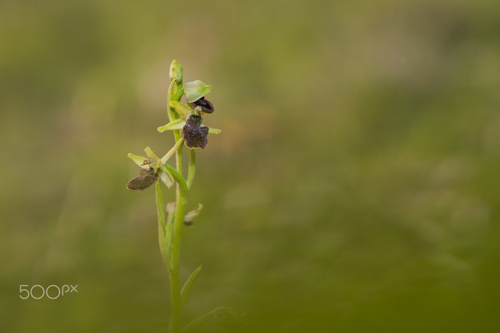 Pentax K-1 sample photo. Spinnen-ragwurz photography