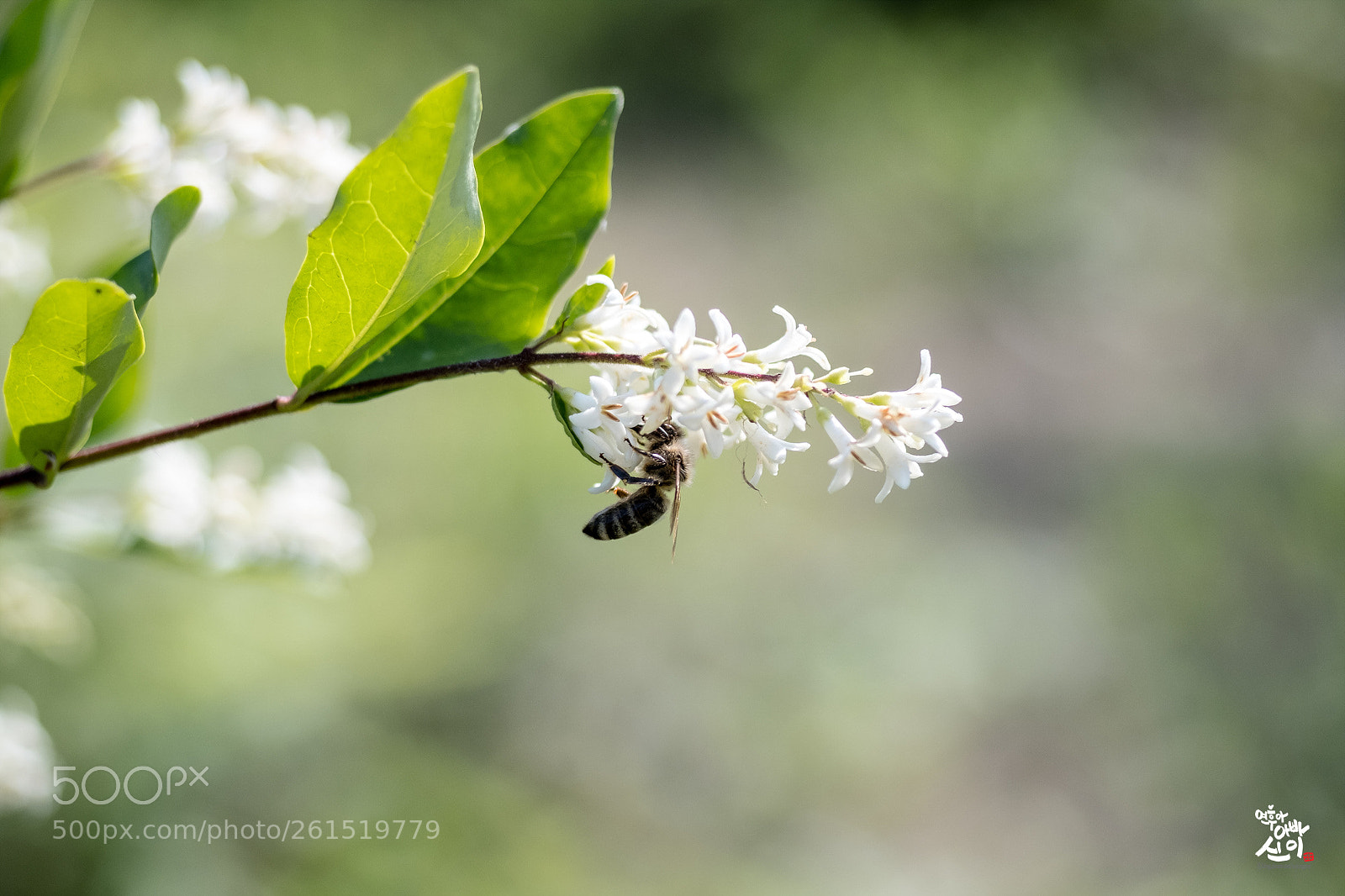 Fujifilm X-T2 sample photo. Flower photography