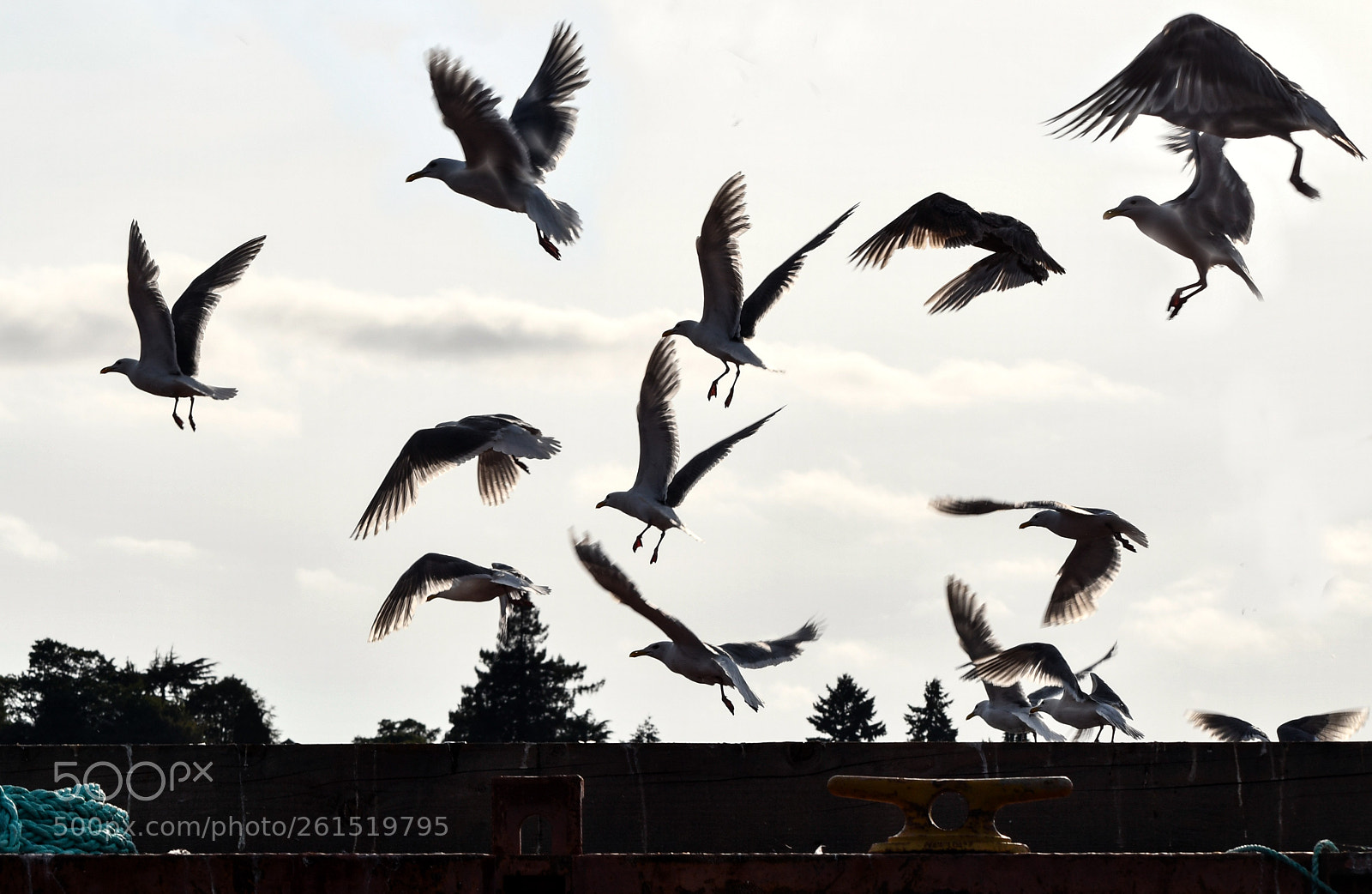 Nikon D7500 sample photo. Flock of seagulls taking photography