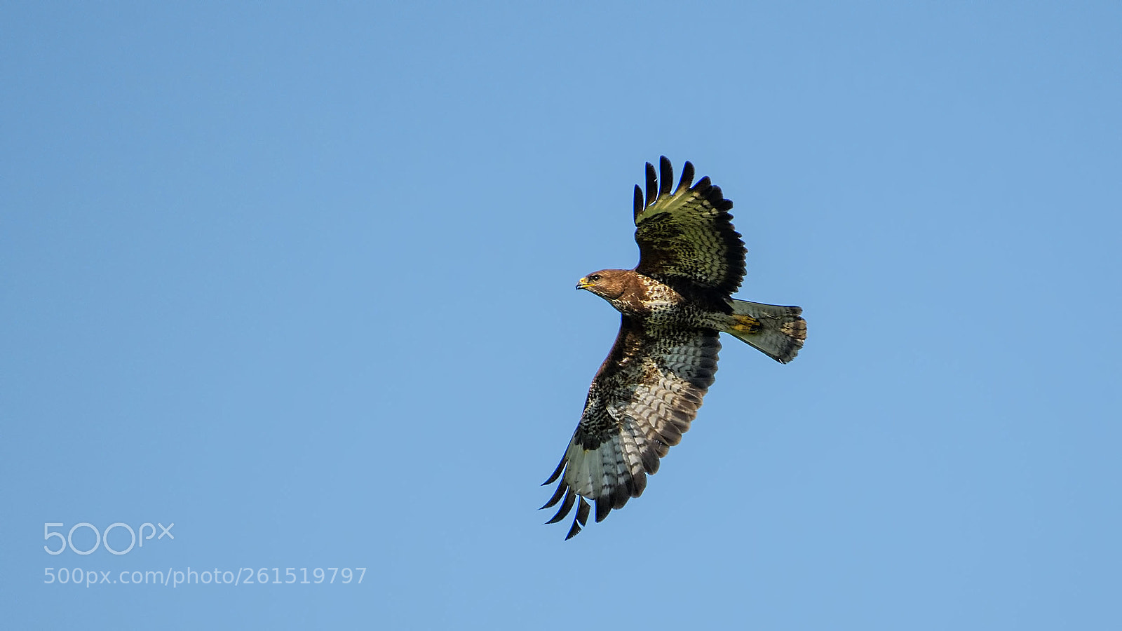 Nikon D500 sample photo. Common buzzard photography