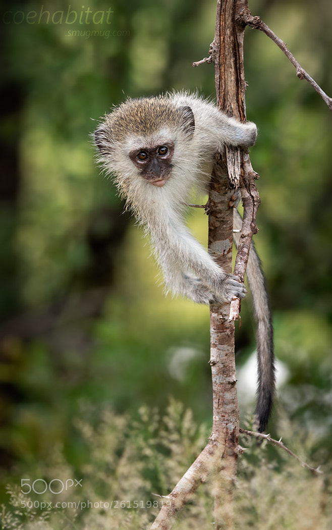Nikon D800 sample photo. Inquisitive vervet photography