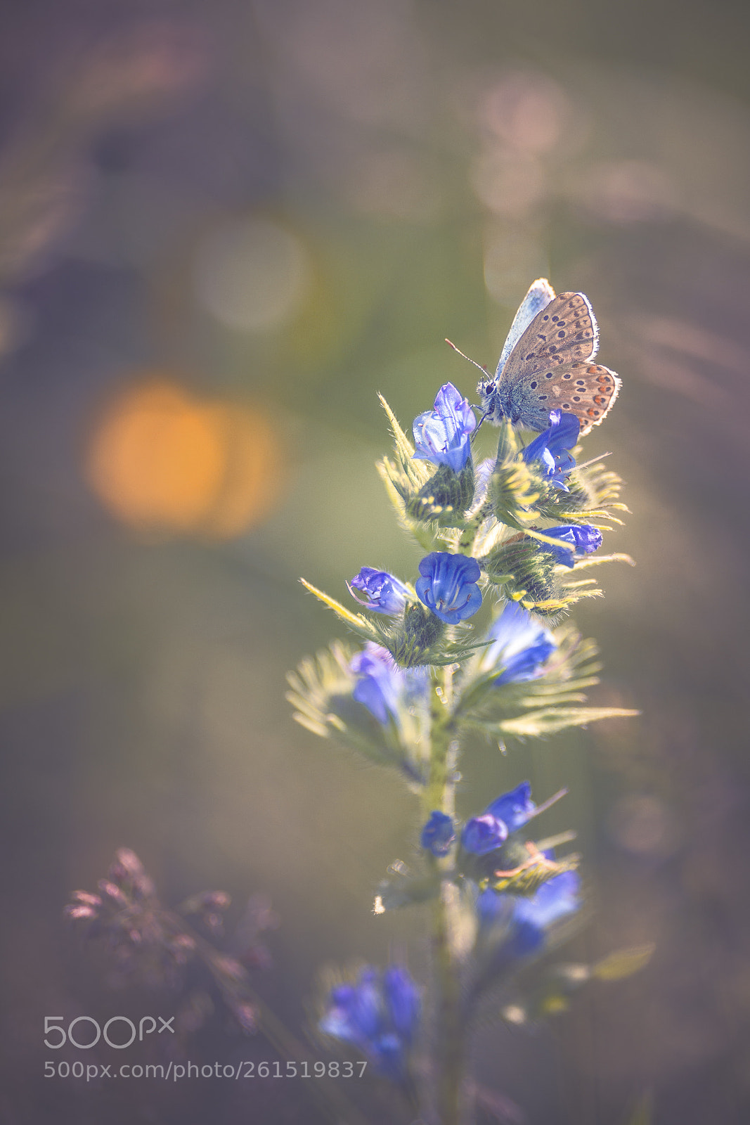 Nikon D7200 sample photo. Polyommatus icarus photography