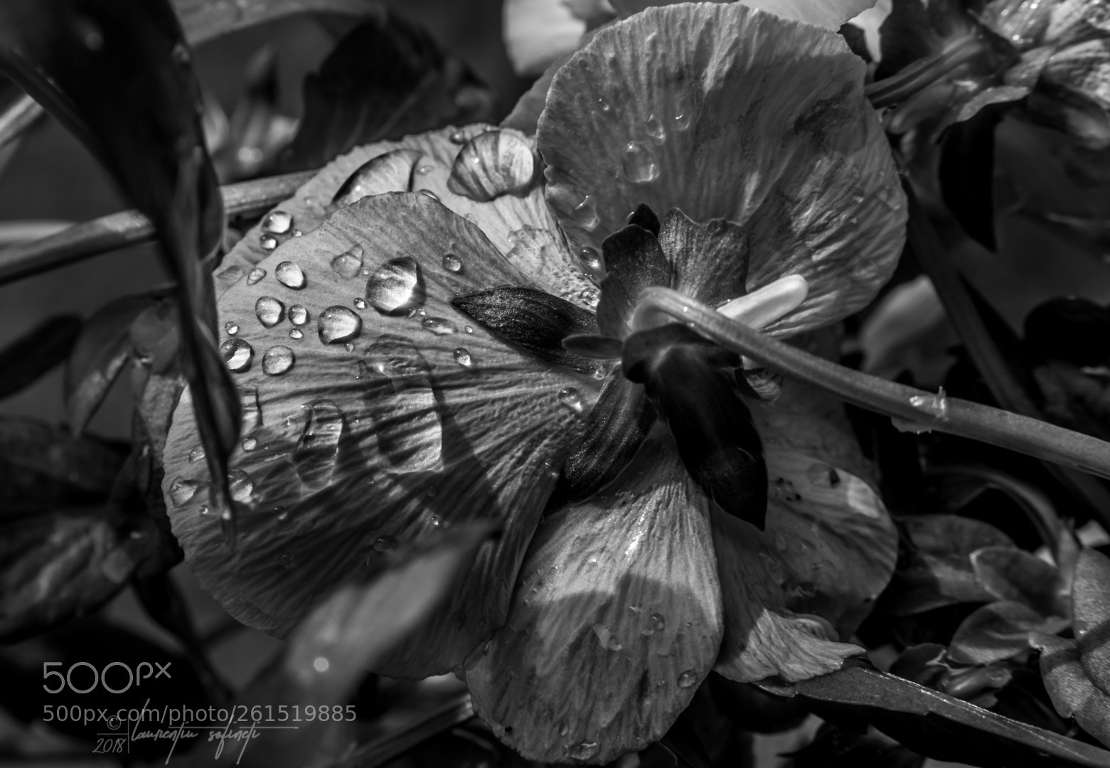 Nikon D750 sample photo. Beauty of bw photography