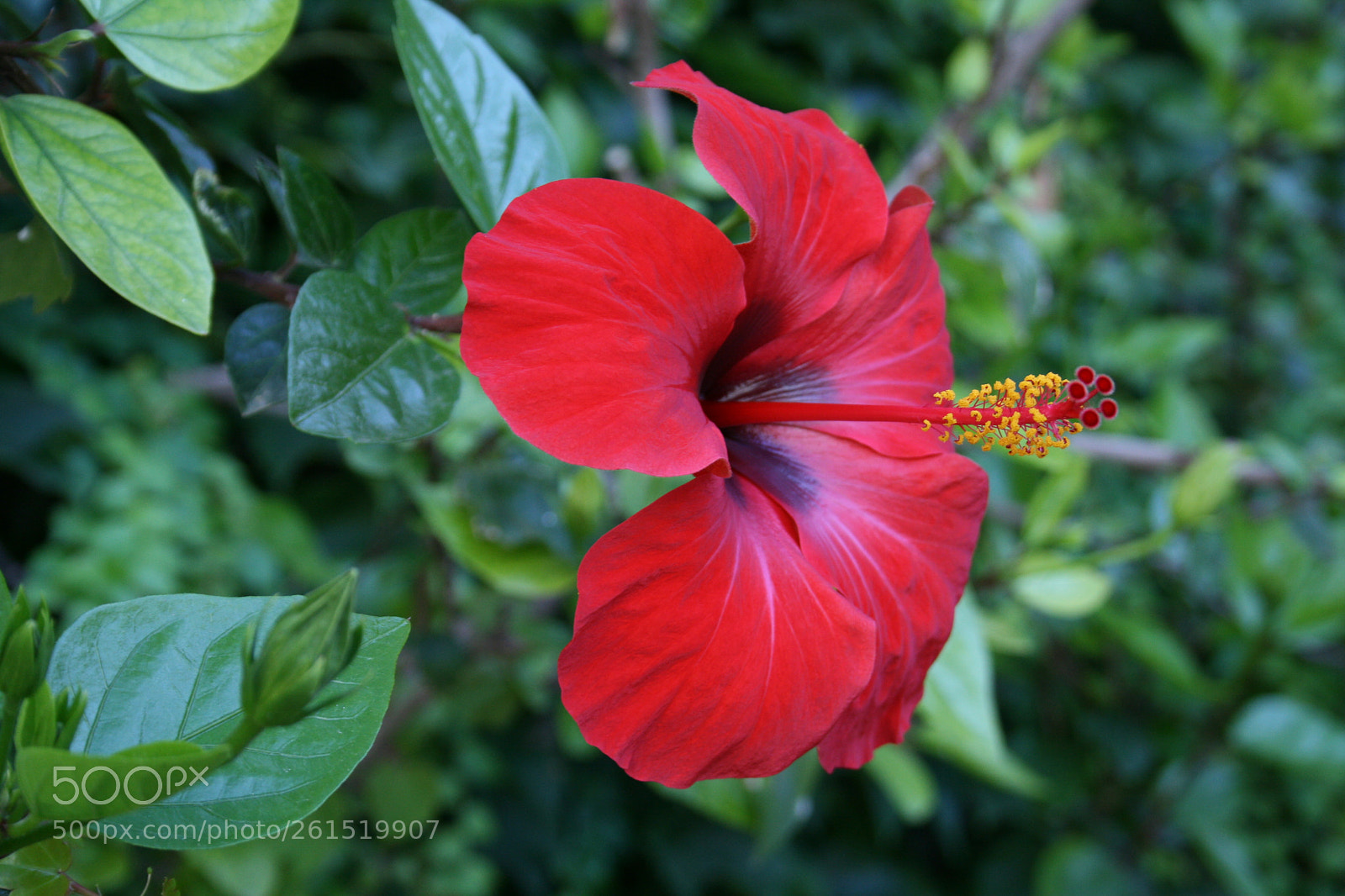 Canon EF-S 18-55mm F3.5-5.6 II sample photo. Untitled photography