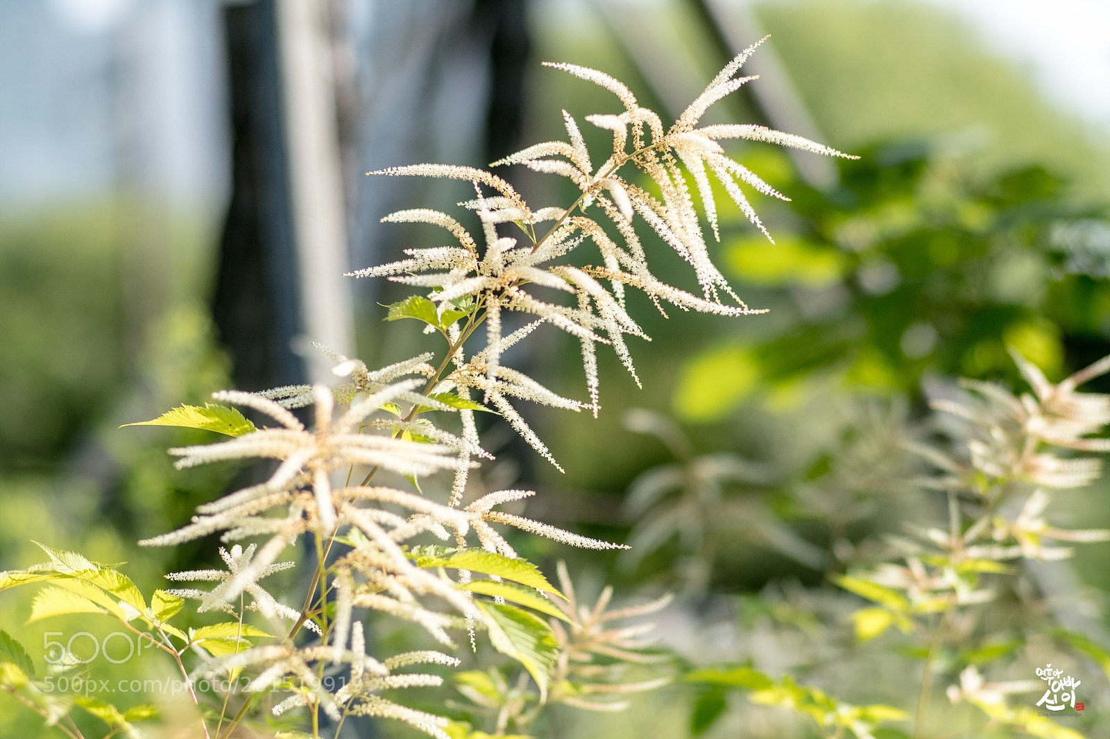 Fujifilm X-T2 sample photo. Goatsbeard photography